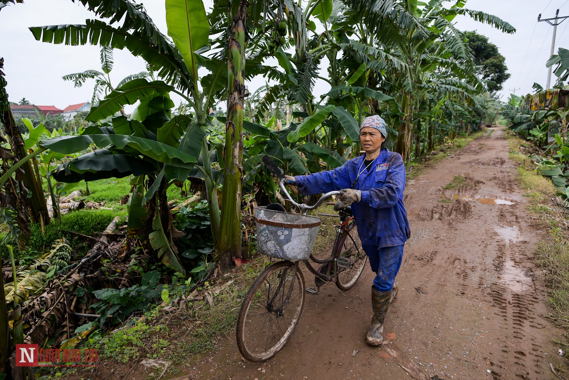 Tin nhanh - Dịch Covid-19: Người dân chặt bỏ hàng nghìn cây chuối, buồng chuối chín đúng vụ mùa (Hình 13).