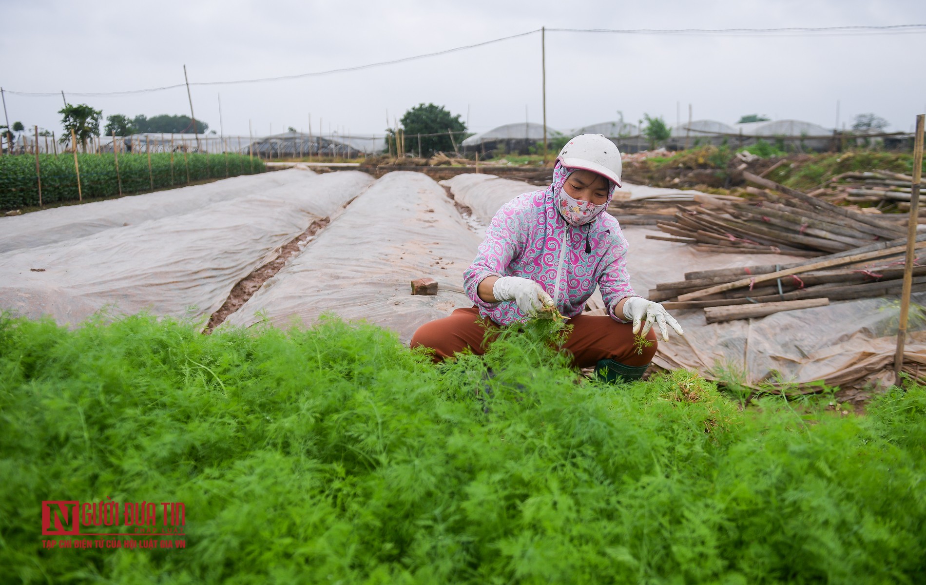 Dân sinh - Ngậm ngùi cảnh nông dân trồng hoa bỏ ruộng hoang chờ qua dịch Covid-19 (Hình 13).