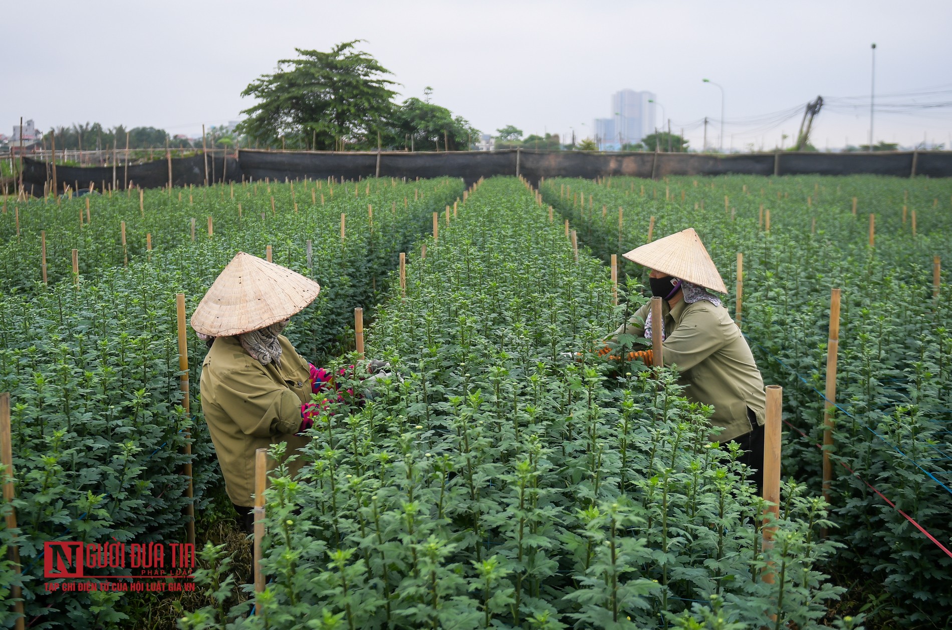 Dân sinh - Ngậm ngùi cảnh nông dân trồng hoa bỏ ruộng hoang chờ qua dịch Covid-19 (Hình 17).