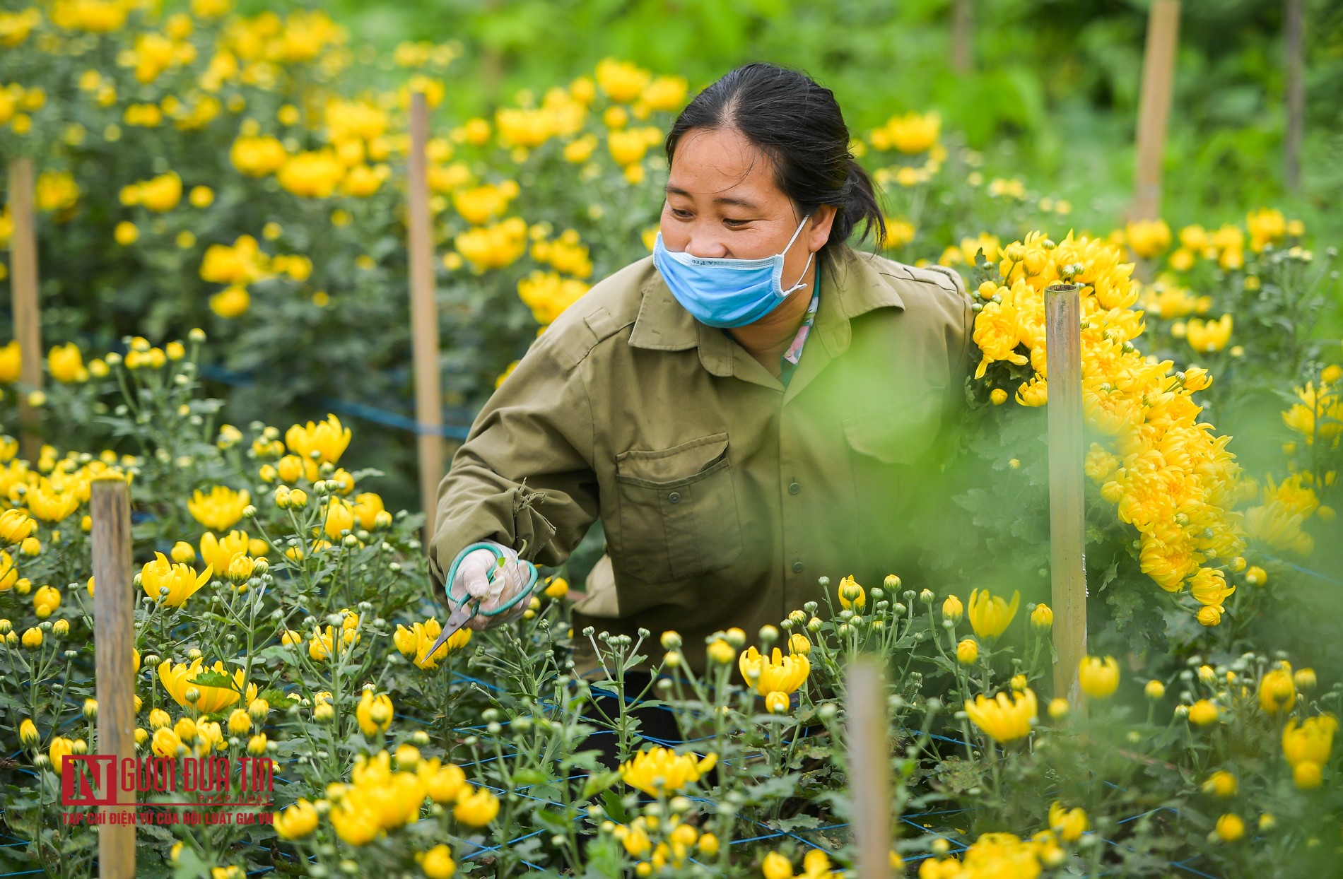 Dân sinh - Ngậm ngùi cảnh nông dân trồng hoa bỏ ruộng hoang chờ qua dịch Covid-19