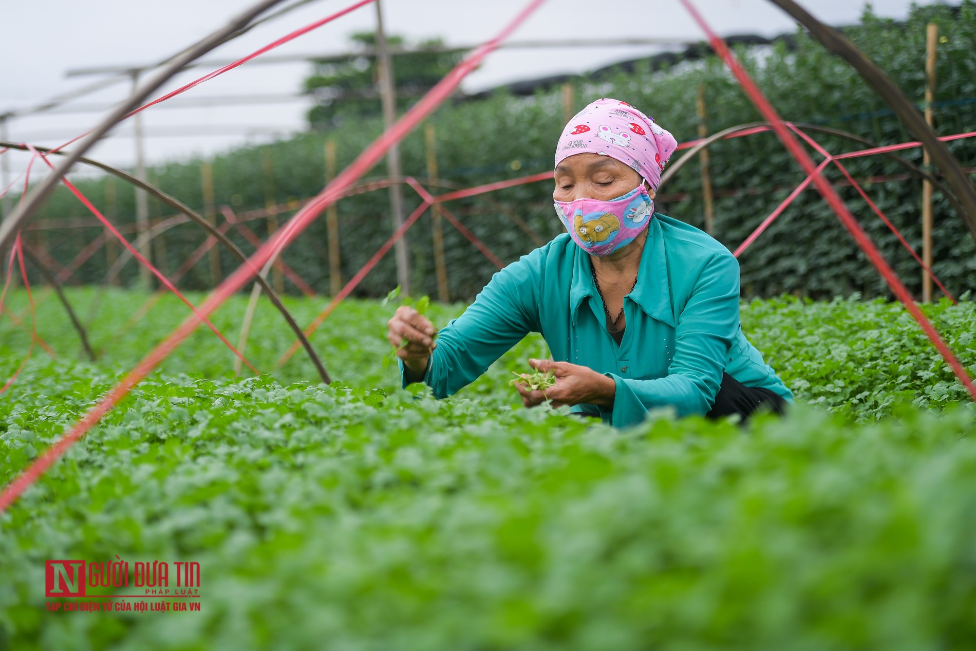 Dân sinh - Ngậm ngùi cảnh nông dân trồng hoa bỏ ruộng hoang chờ qua dịch Covid-19 (Hình 12).