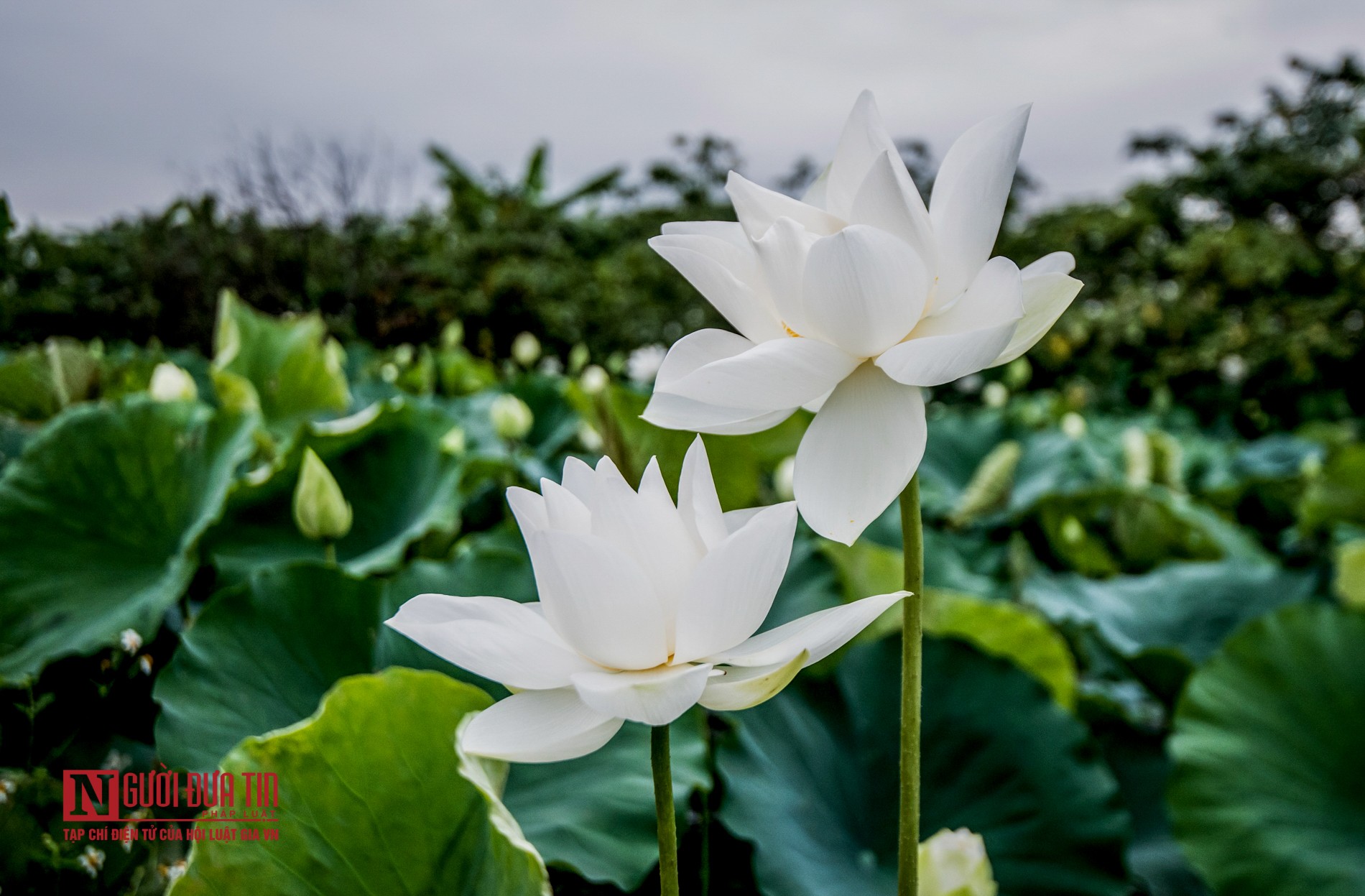 Tin nhanh - Ngắm nhìn đầm sen trắng đua nhau khoe sắc (Hình 4).