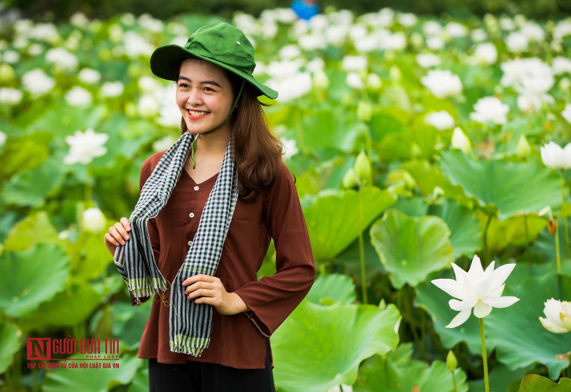 Tin nhanh - Ngắm nhìn đầm sen trắng đua nhau khoe sắc (Hình 11).