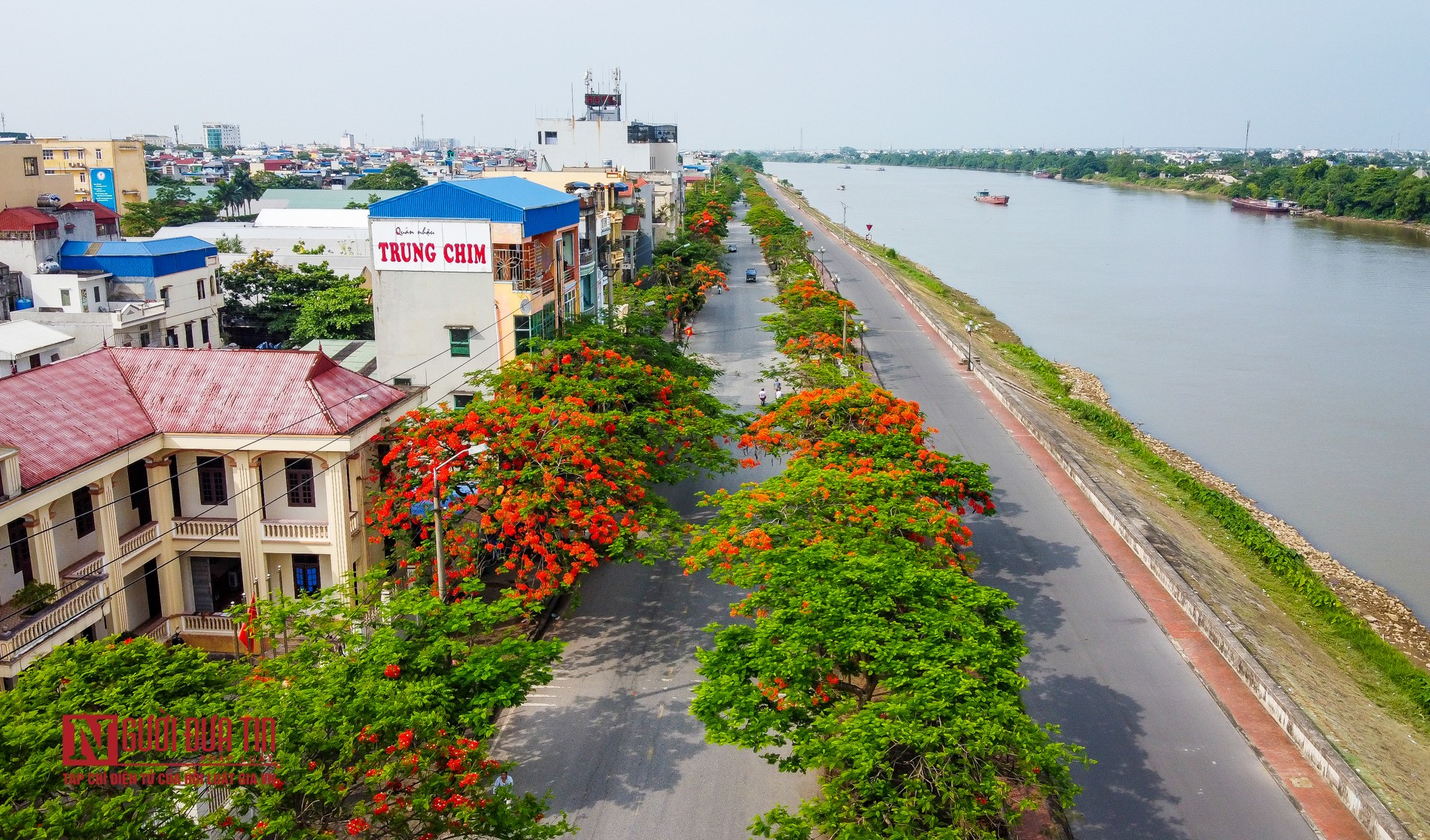 Tin nhanh - “Hoa học trò” nở rộ, đỏ rực phủ Thiên Trường