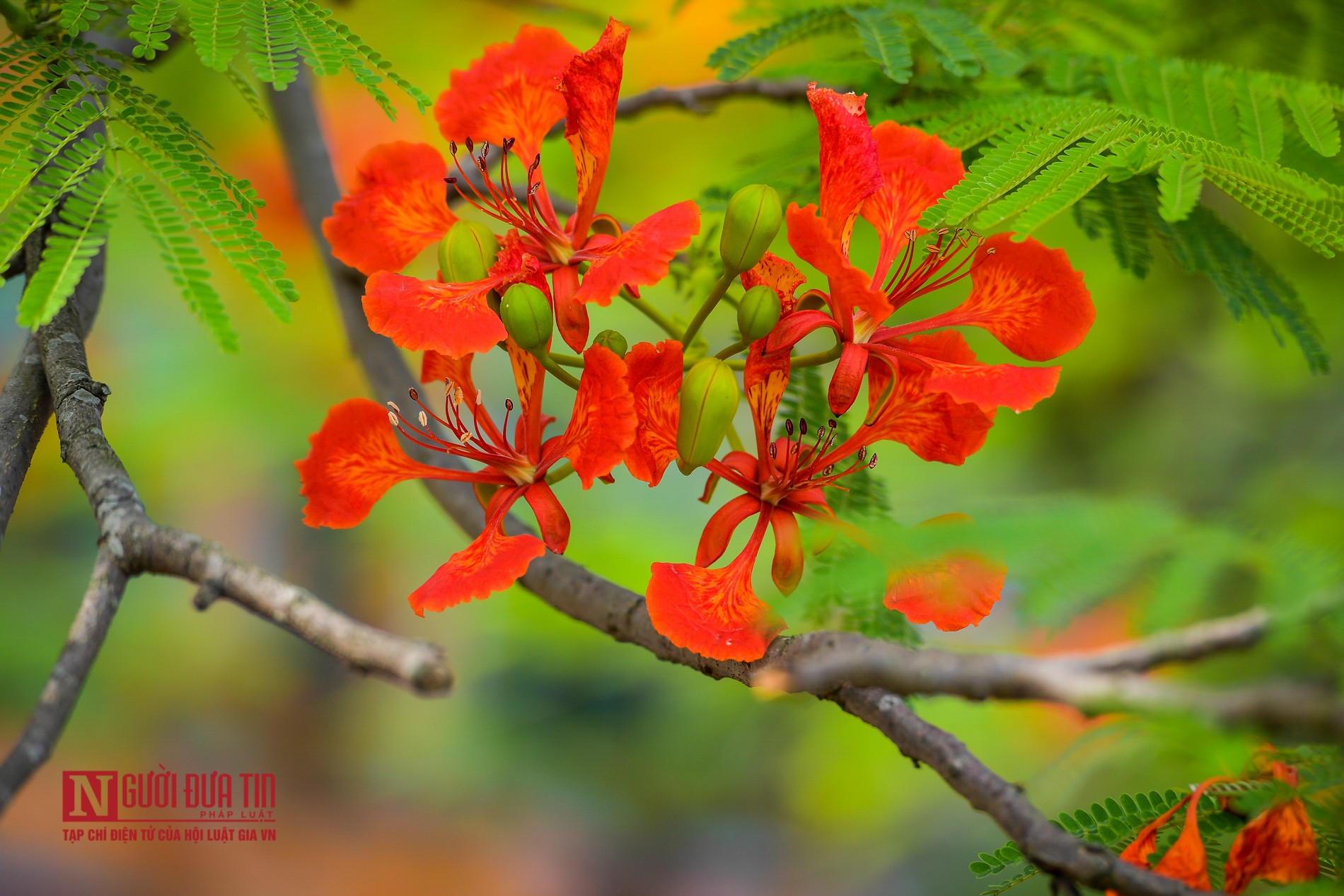 Tin nhanh - “Hoa học trò” nở rộ, đỏ rực phủ Thiên Trường (Hình 5).