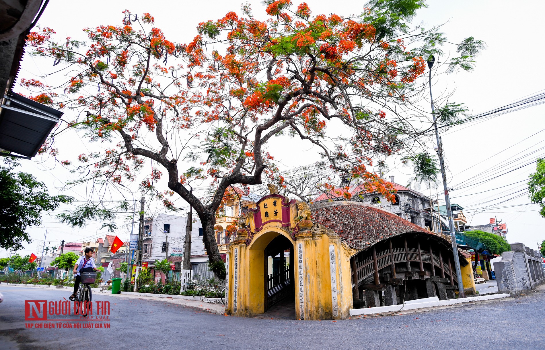 Tin nhanh - “Hoa học trò” nở rộ, đỏ rực phủ Thiên Trường (Hình 11).