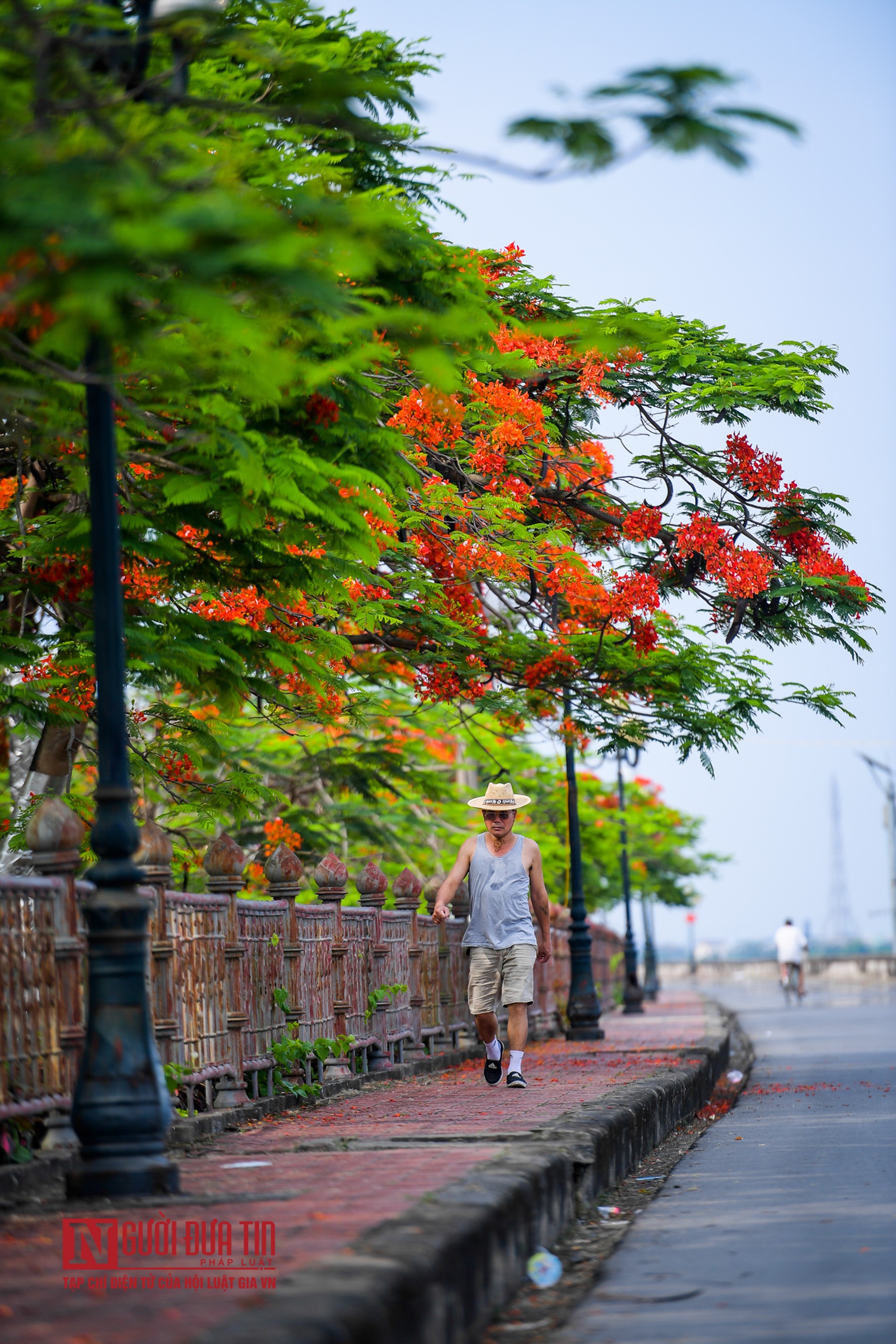 Tin nhanh - “Hoa học trò” nở rộ, đỏ rực phủ Thiên Trường (Hình 10).