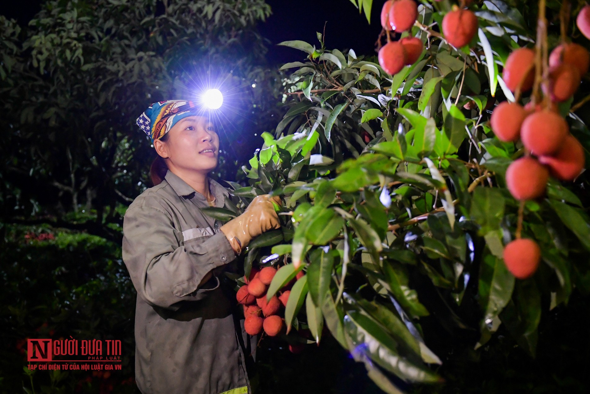 Tin nhanh - Bắc Giang: Trắng đêm thu hoạch vải thiều (Hình 2).