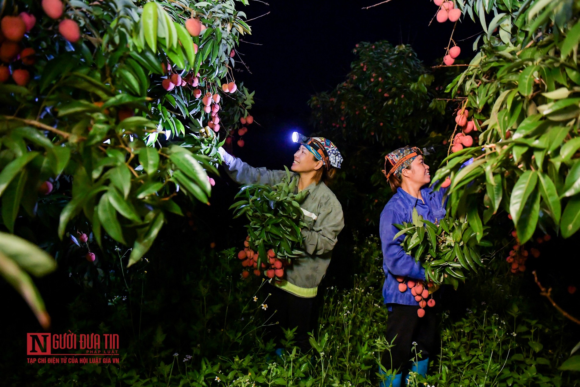 Tin nhanh - Bắc Giang: Trắng đêm thu hoạch vải thiều