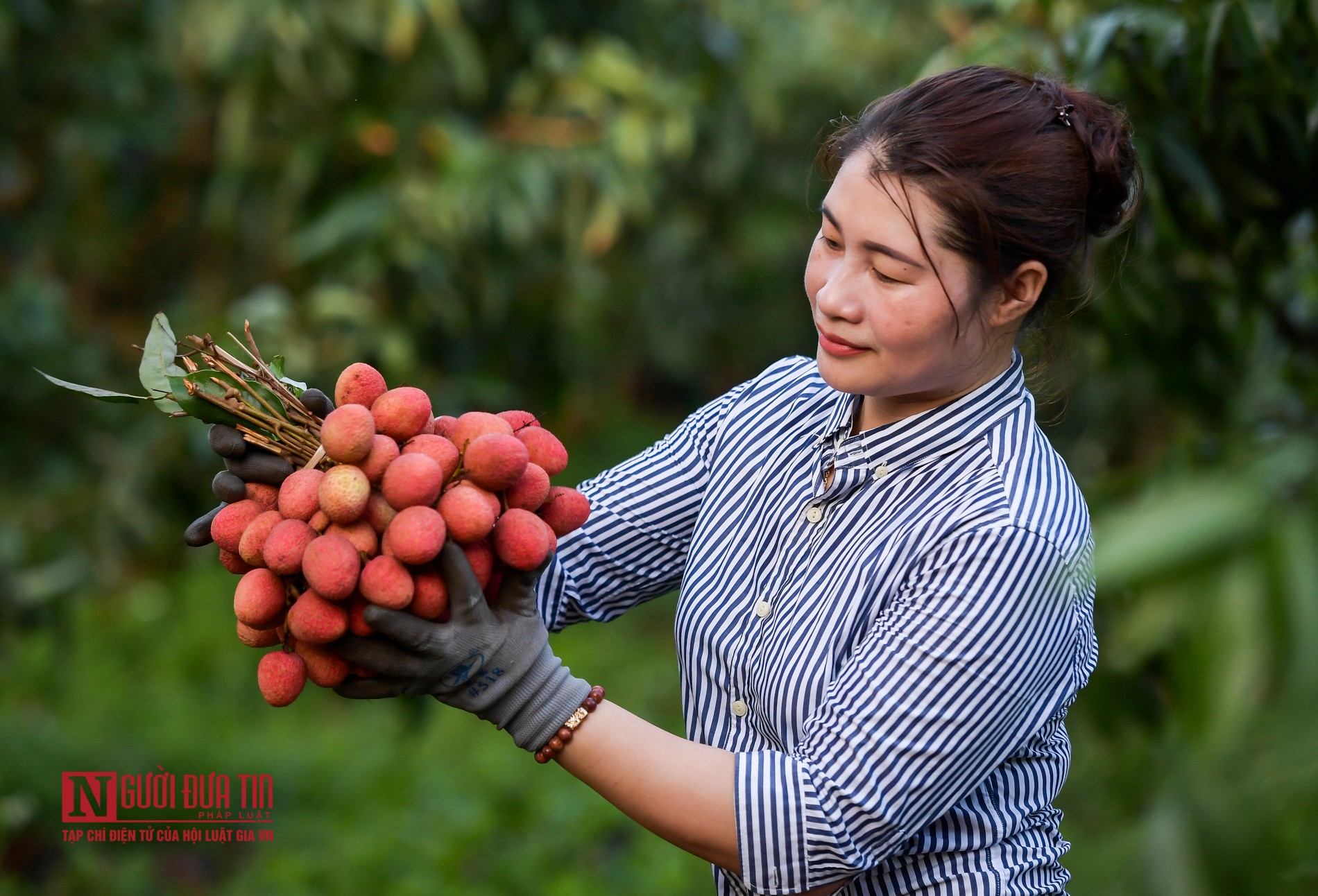 Tin nhanh - Bắc Giang: Trắng đêm thu hoạch vải thiều (Hình 10).