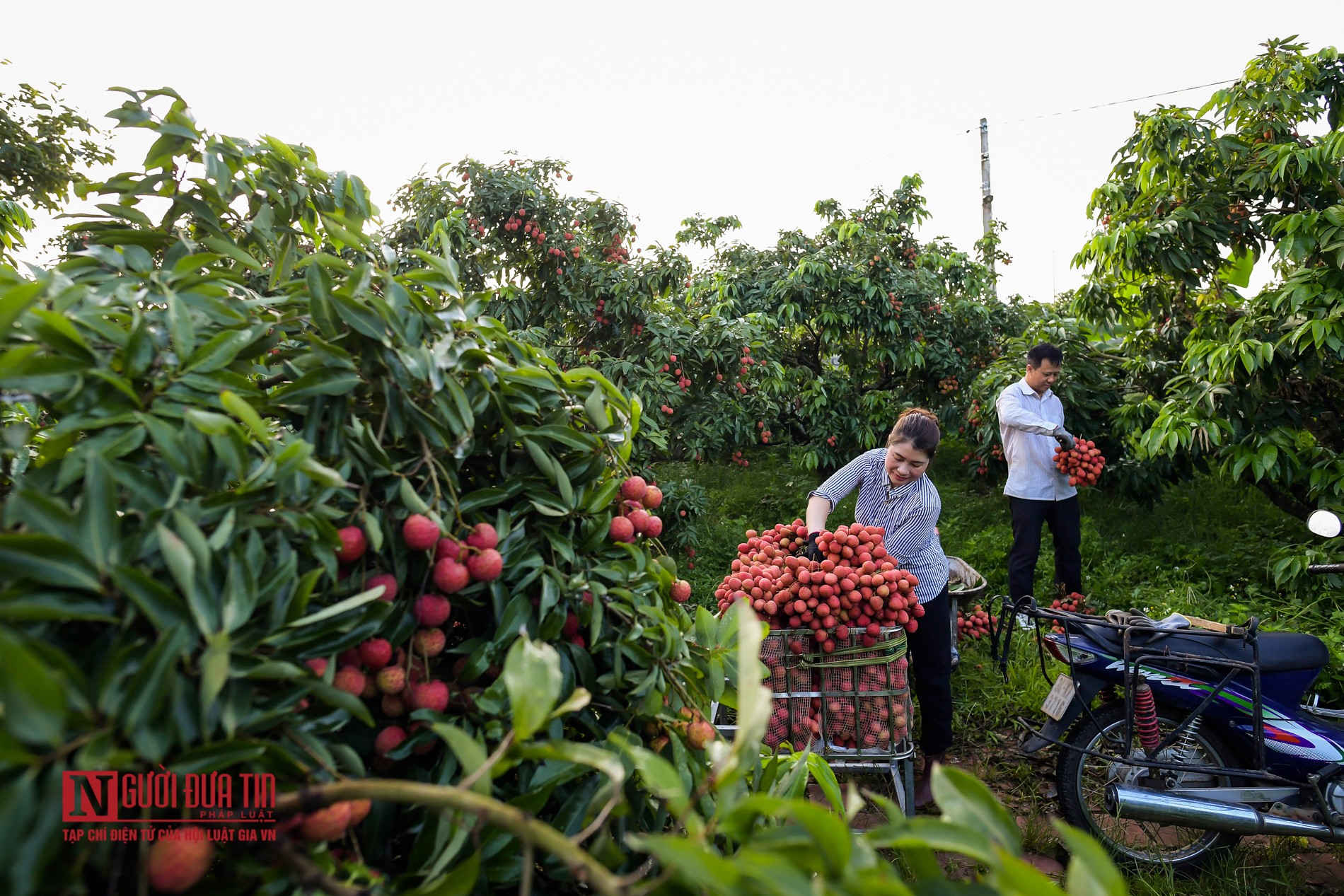 Tin nhanh - Bắc Giang: Trắng đêm thu hoạch vải thiều (Hình 12).