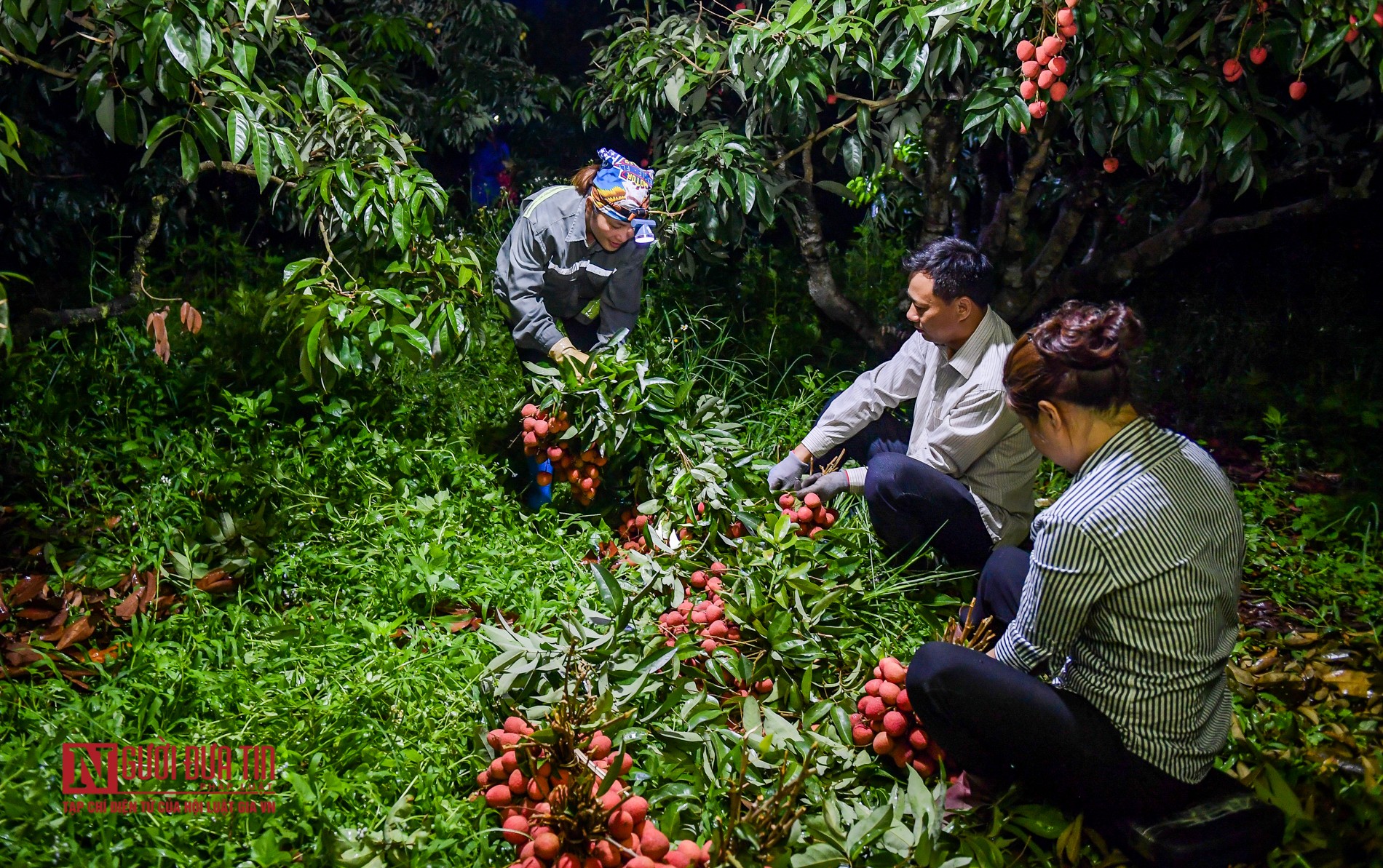 Tin nhanh - Bắc Giang: Trắng đêm thu hoạch vải thiều (Hình 4).