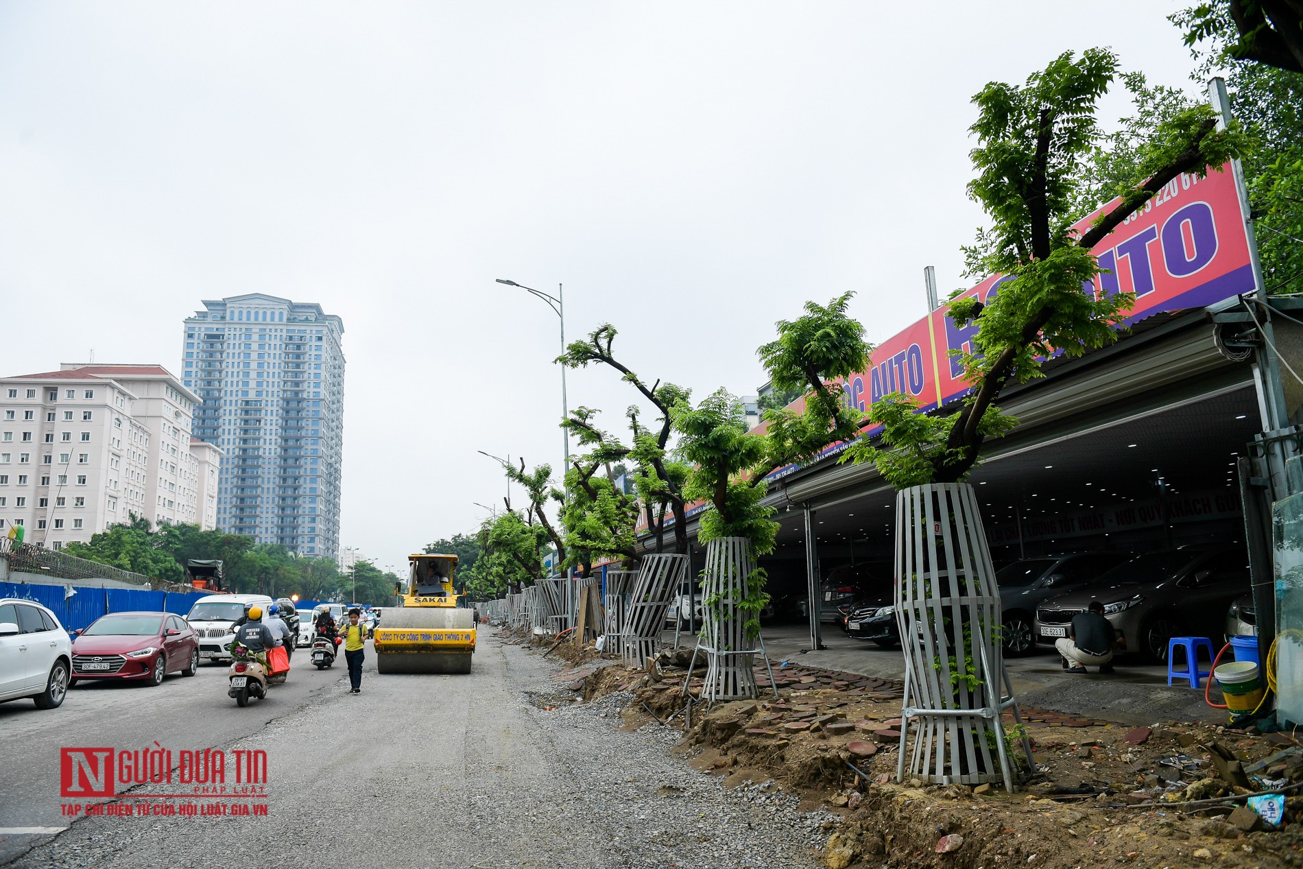 Tin nhanh - Hà Nội: Hàng chục cây sưa đỏ được trang bị “áo giáp” bảo vệ