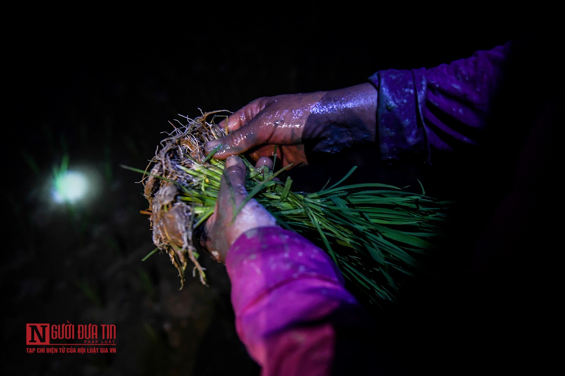 Tin nhanh - Tránh nóng, nông dân soi đèn cấy lúa từ 3h sáng (Hình 3).