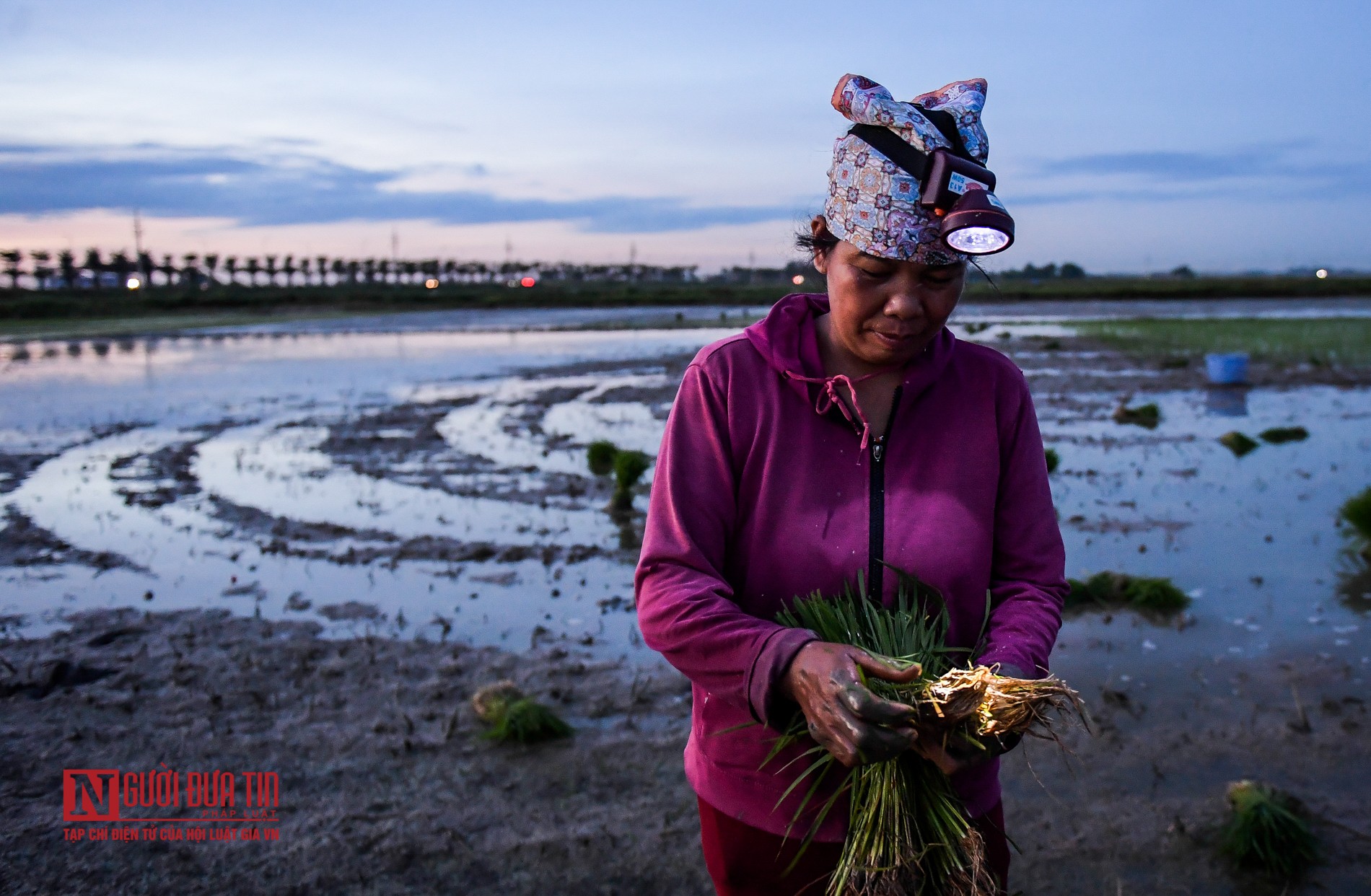 Tin nhanh - Tránh nóng, nông dân soi đèn cấy lúa từ 3h sáng (Hình 6).