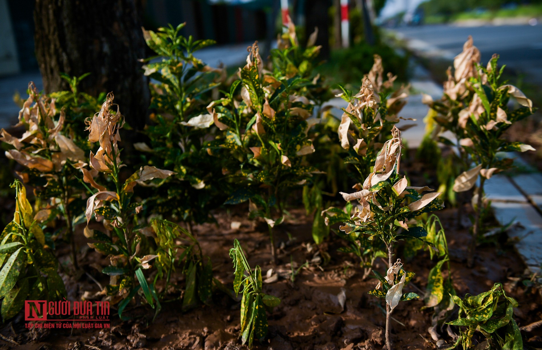 Tin nhanh - Hà Nội: Rác thải bủa vây con đường nghìn tỷ (Hình 12).