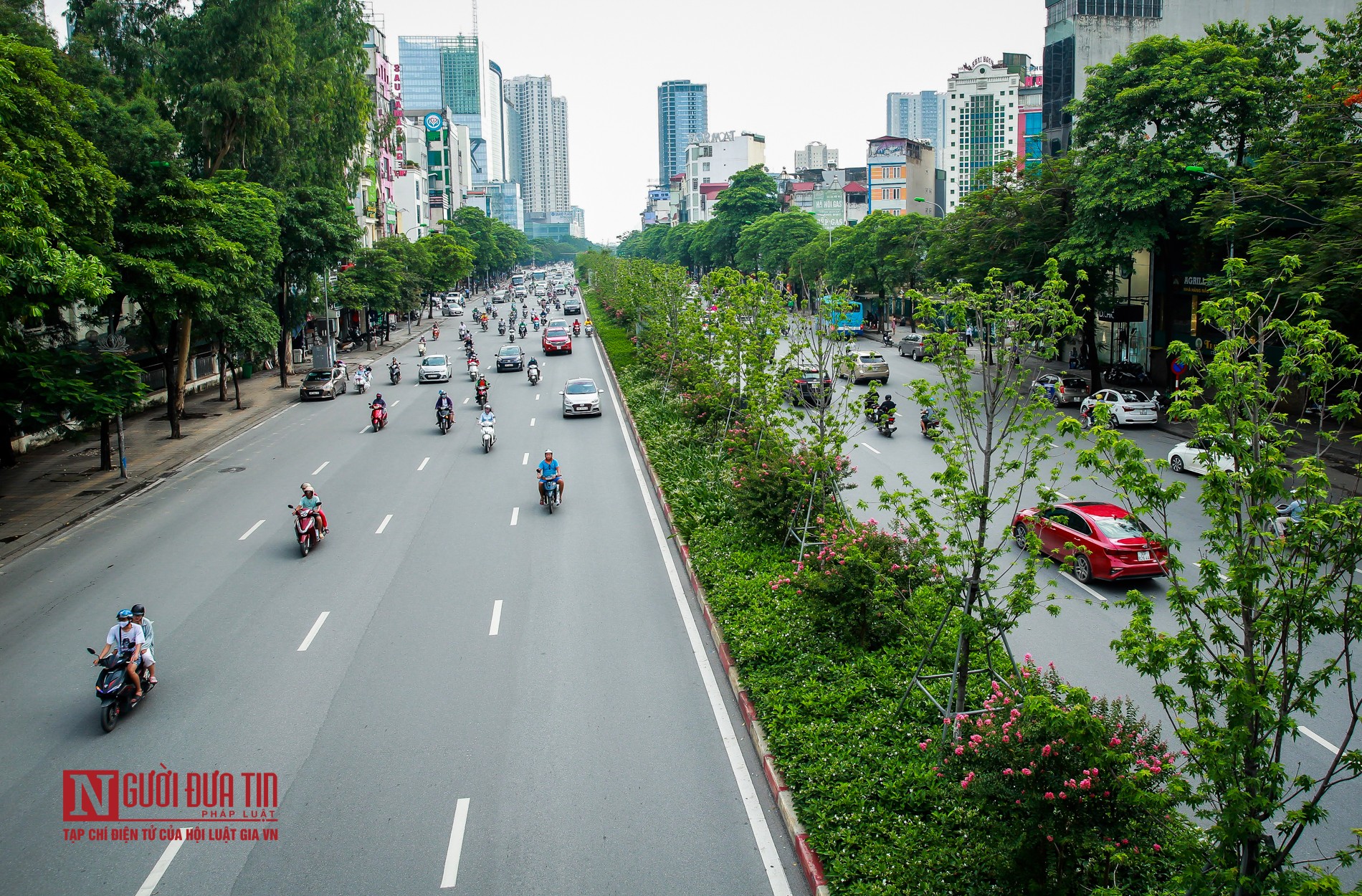 Tin nhanh - Hà Nội: Phong lá đỏ tươi tốt sau nhiều năm chờ đợi (Hình 7).