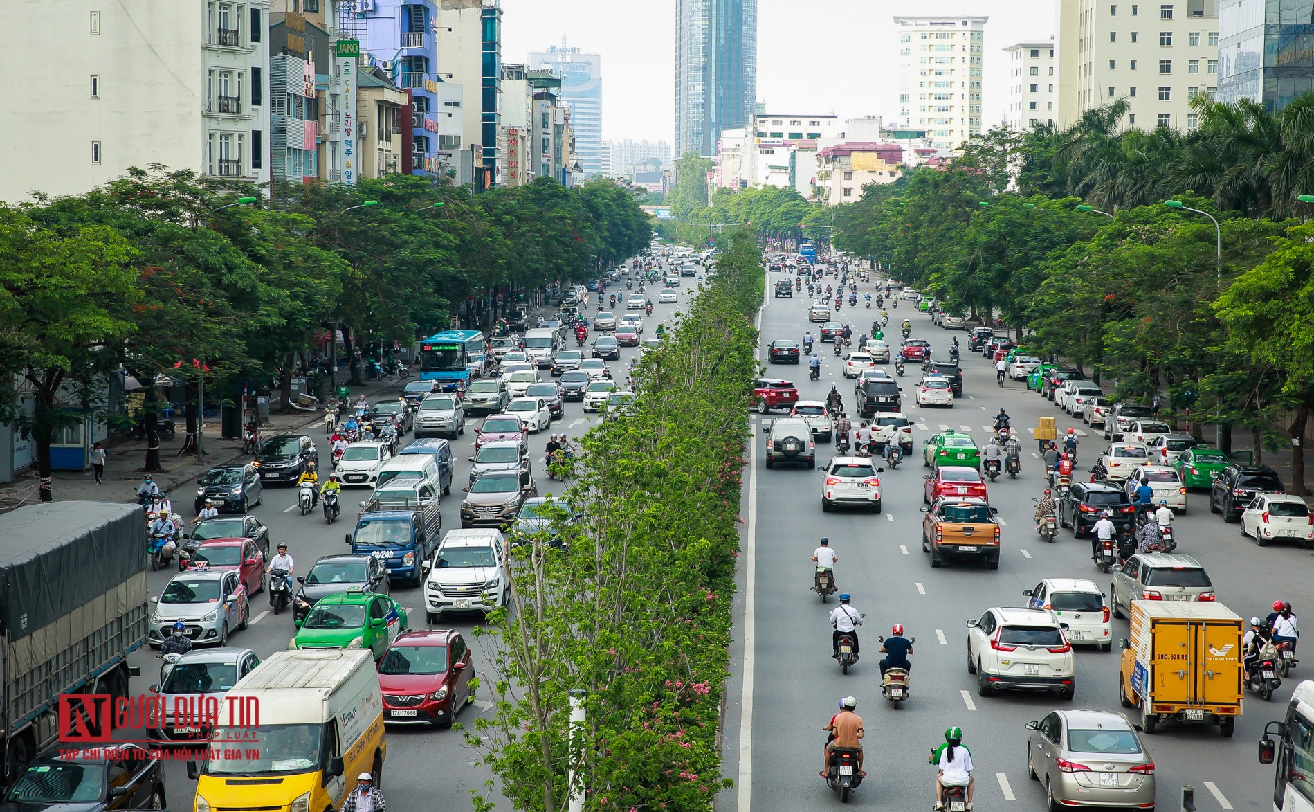 Tin nhanh - Hà Nội: Phong lá đỏ tươi tốt sau nhiều năm chờ đợi (Hình 8).