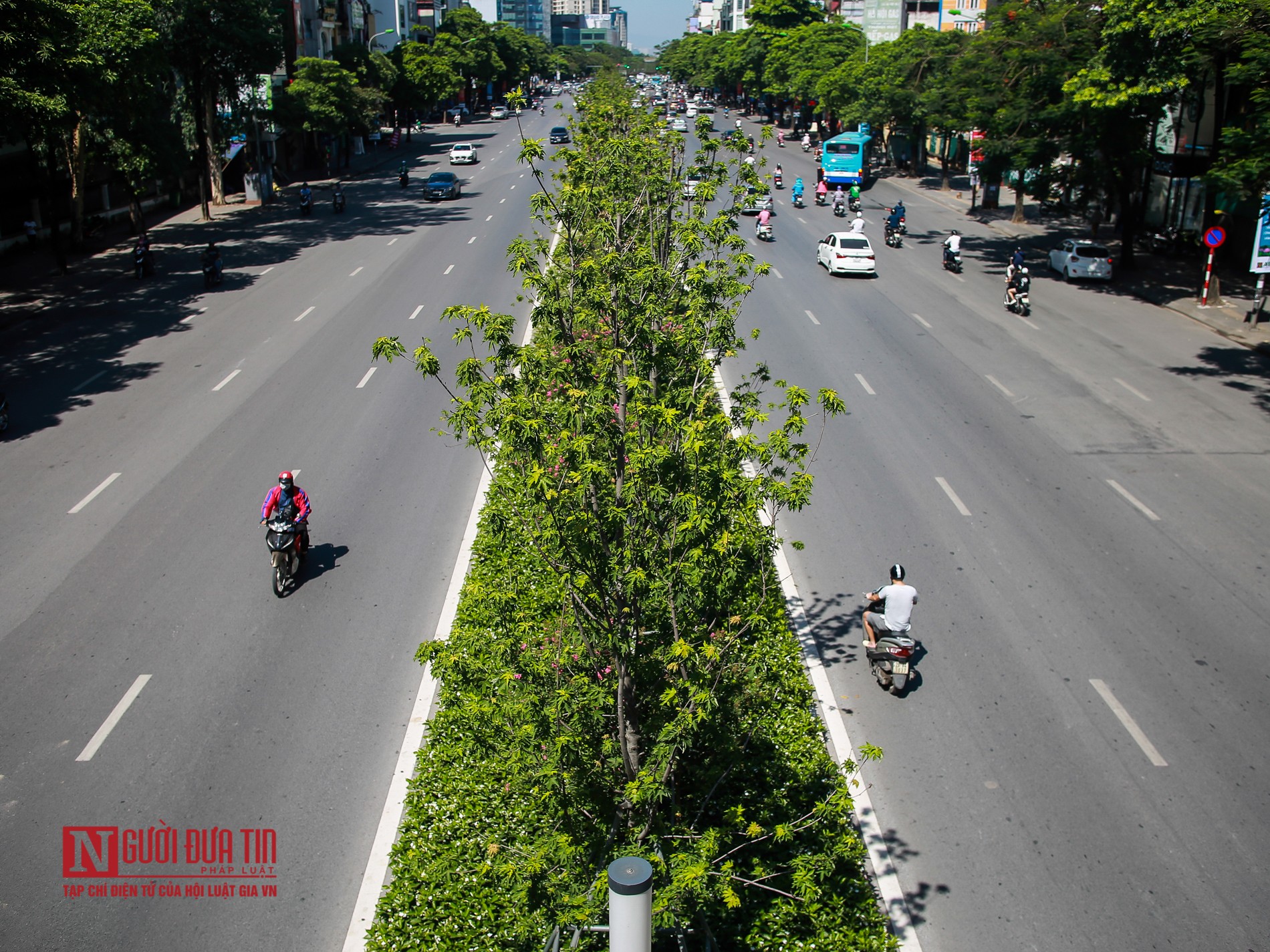 Tin nhanh - Hà Nội: Phong lá đỏ tươi tốt sau nhiều năm chờ đợi