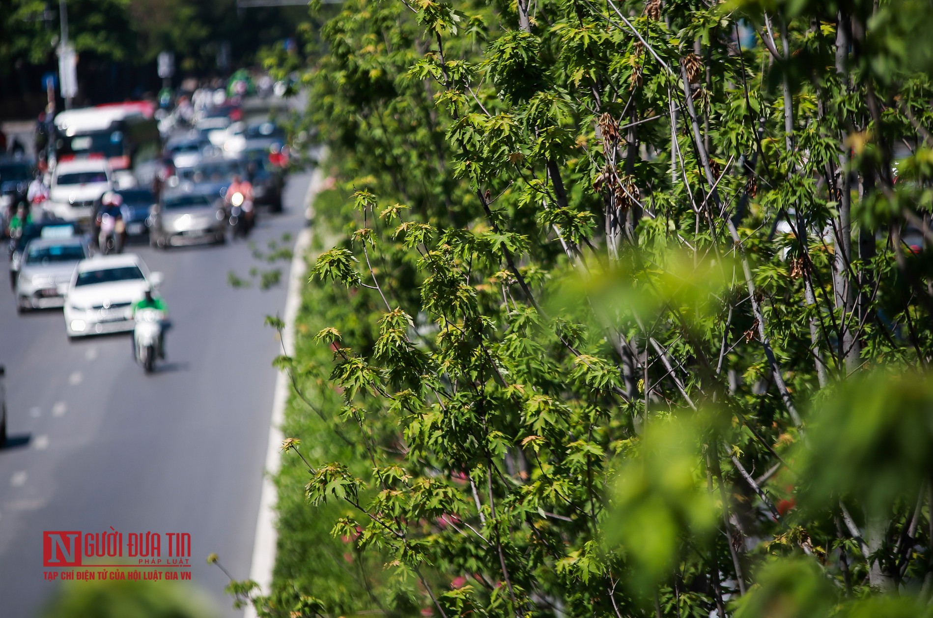 Tin nhanh - Hà Nội: Phong lá đỏ tươi tốt sau nhiều năm chờ đợi (Hình 2).