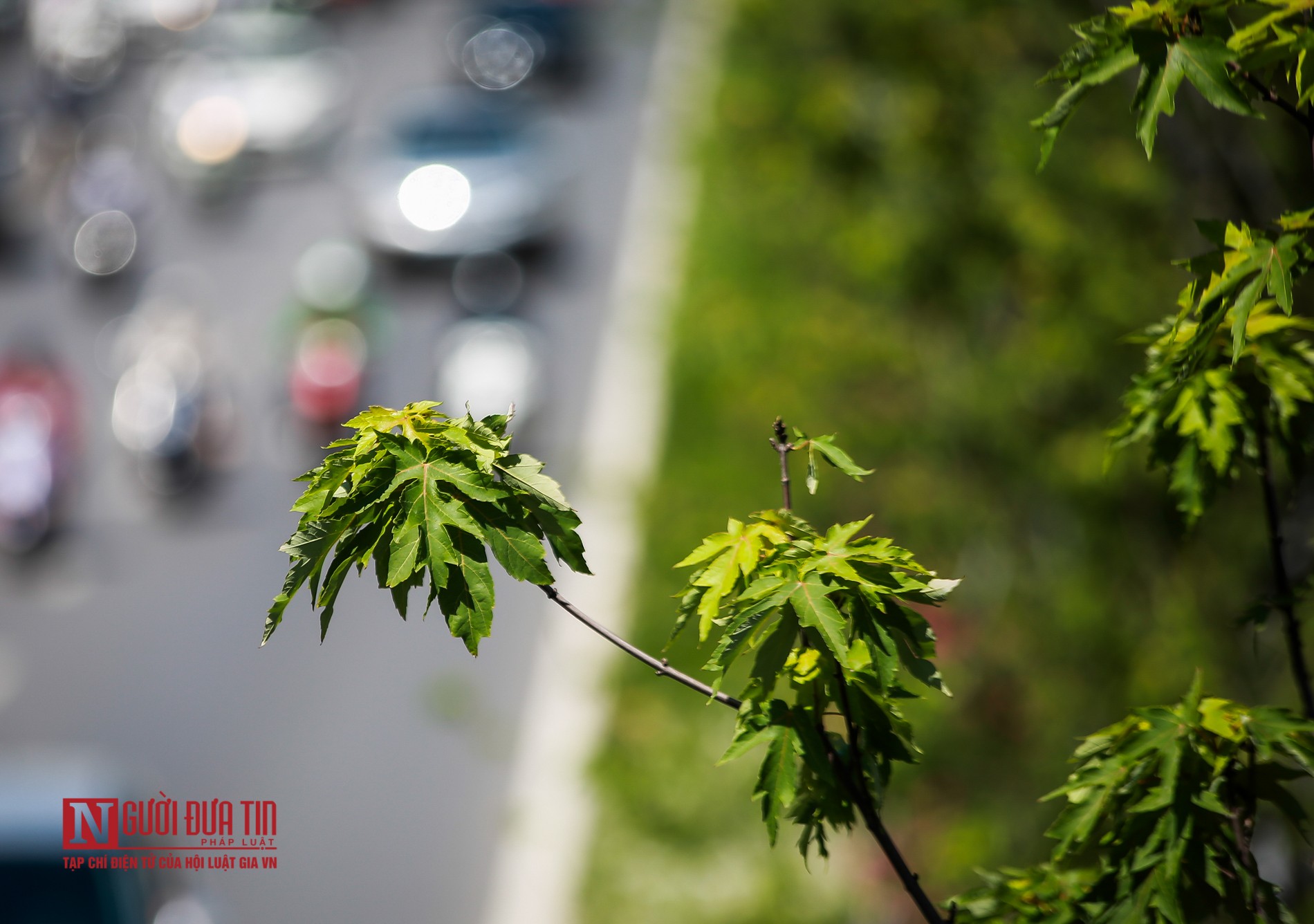 Tin nhanh - Hà Nội: Phong lá đỏ tươi tốt sau nhiều năm chờ đợi (Hình 5).