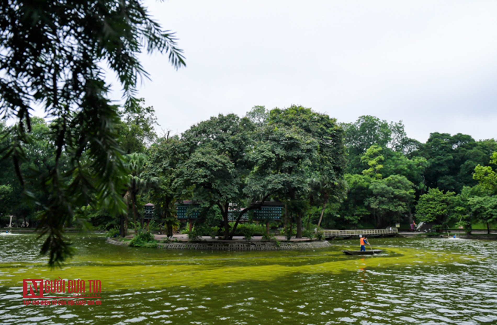 Tin nhanh - Hà Nội: Hồ nước công viên Bách Thảo bất ngờ “dát vàng” lạ mắt (Hình 8).