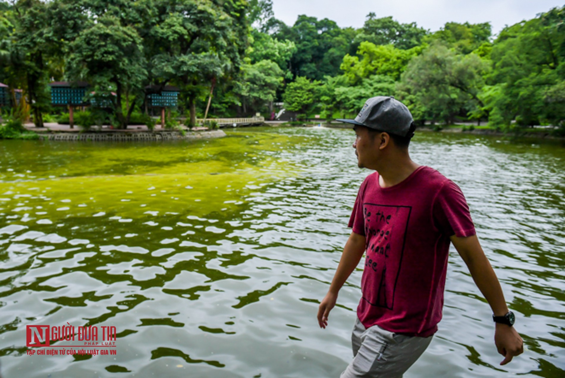 Tin nhanh - Hà Nội: Hồ nước công viên Bách Thảo bất ngờ “dát vàng” lạ mắt (Hình 12).