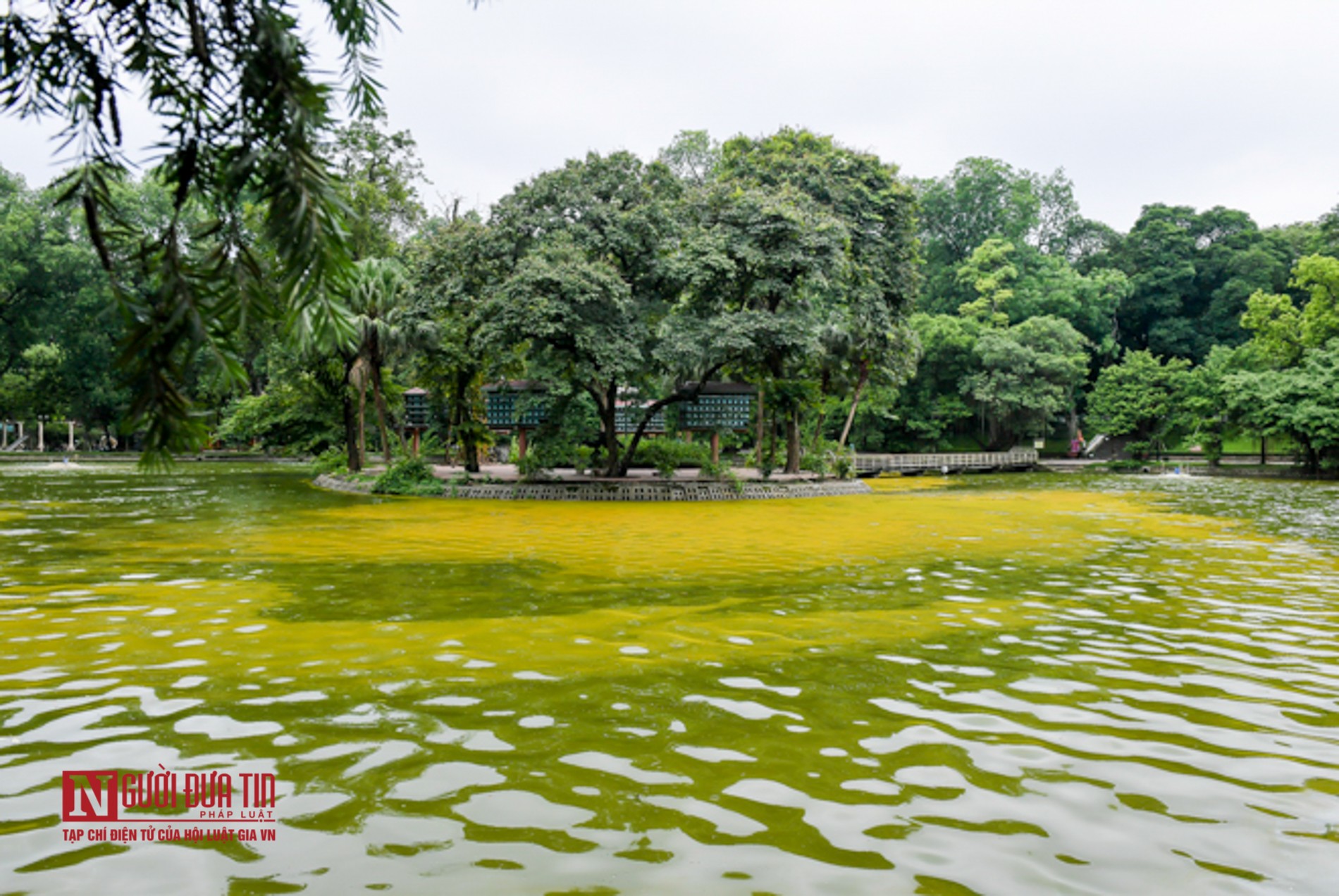 Tin nhanh - Hà Nội: Hồ nước công viên Bách Thảo bất ngờ “dát vàng” lạ mắt (Hình 2).