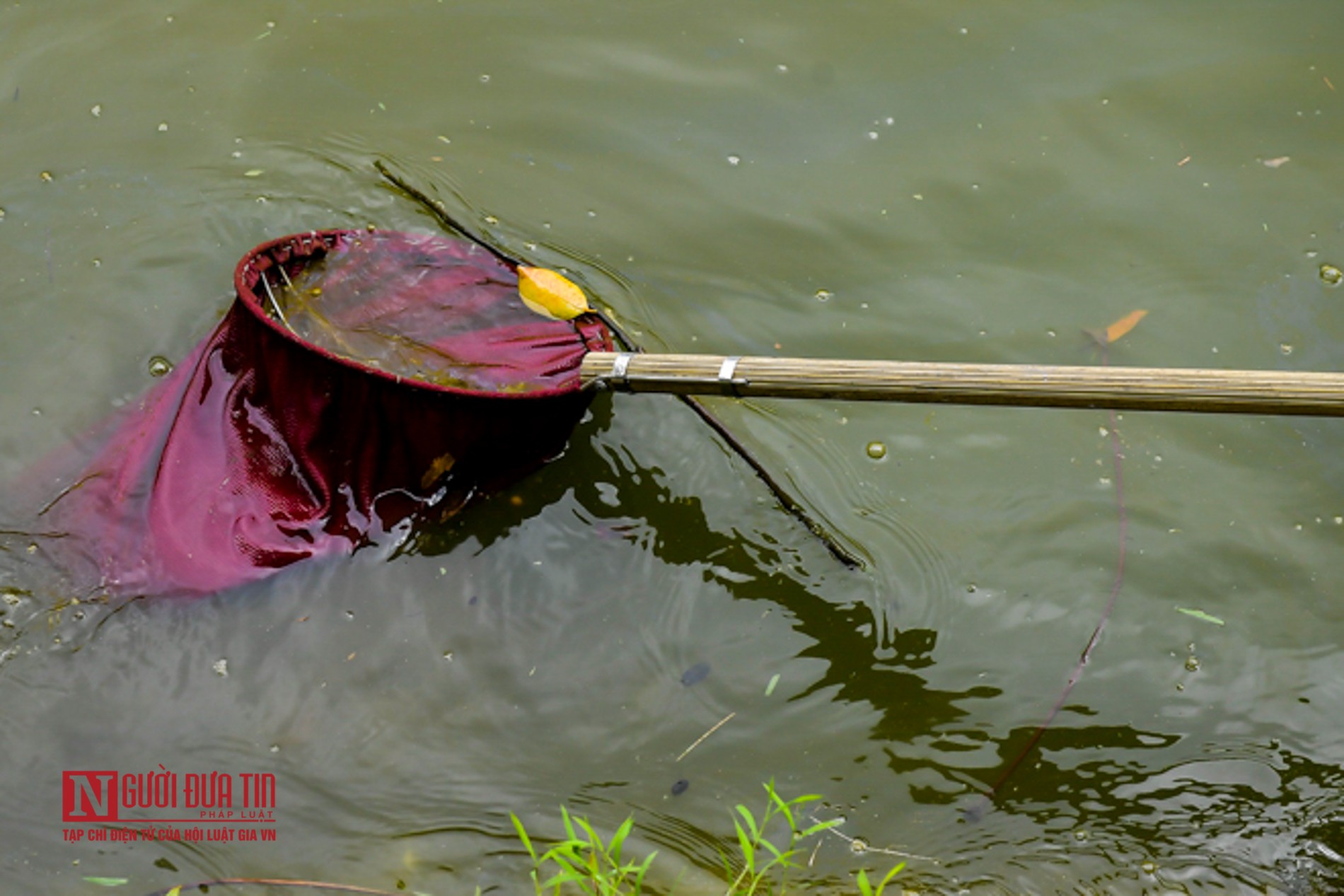 Tin nhanh - Hà Nội: Hồ nước công viên Bách Thảo bất ngờ “dát vàng” lạ mắt (Hình 9).