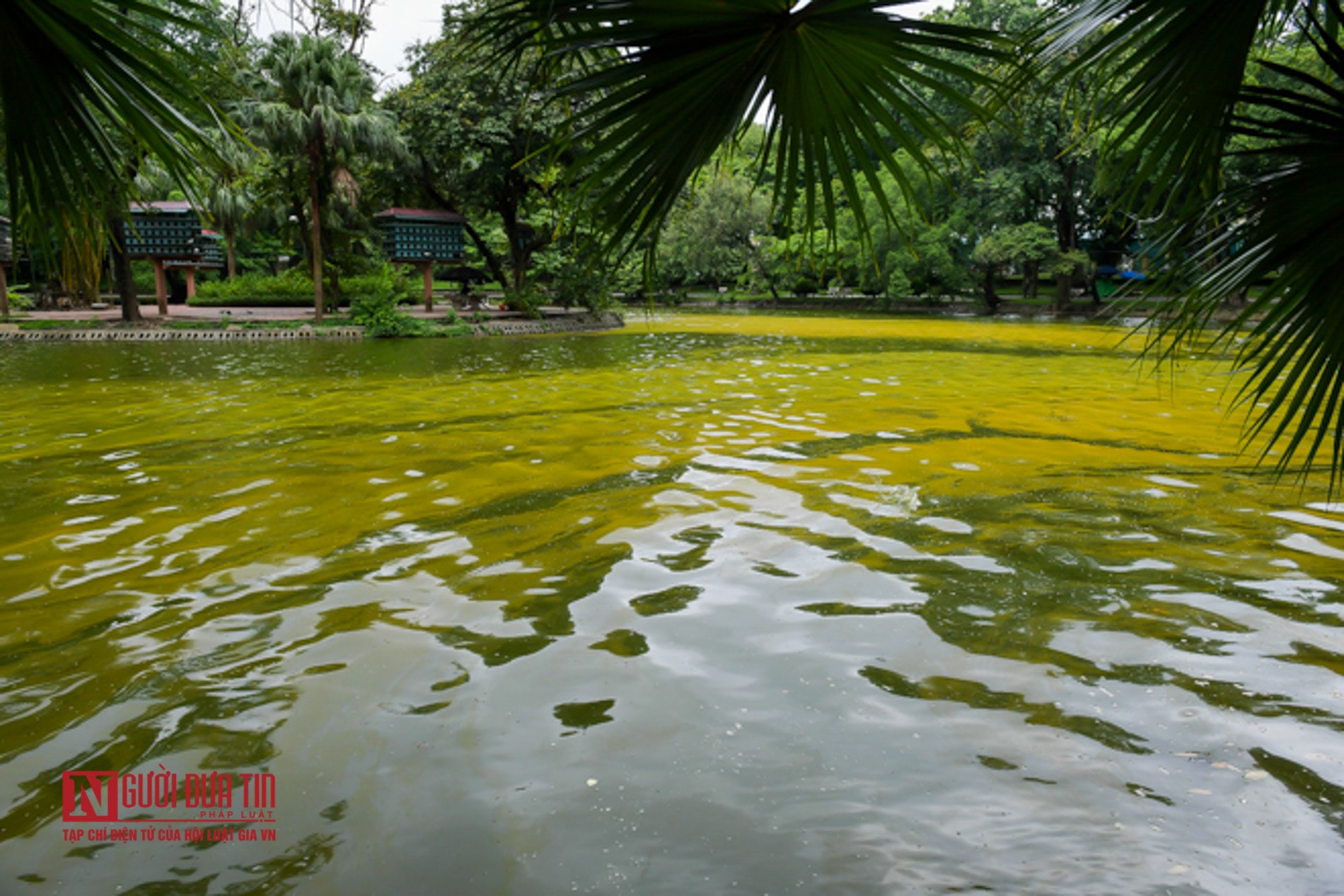 Tin nhanh - Hà Nội: Hồ nước công viên Bách Thảo bất ngờ “dát vàng” lạ mắt (Hình 4).