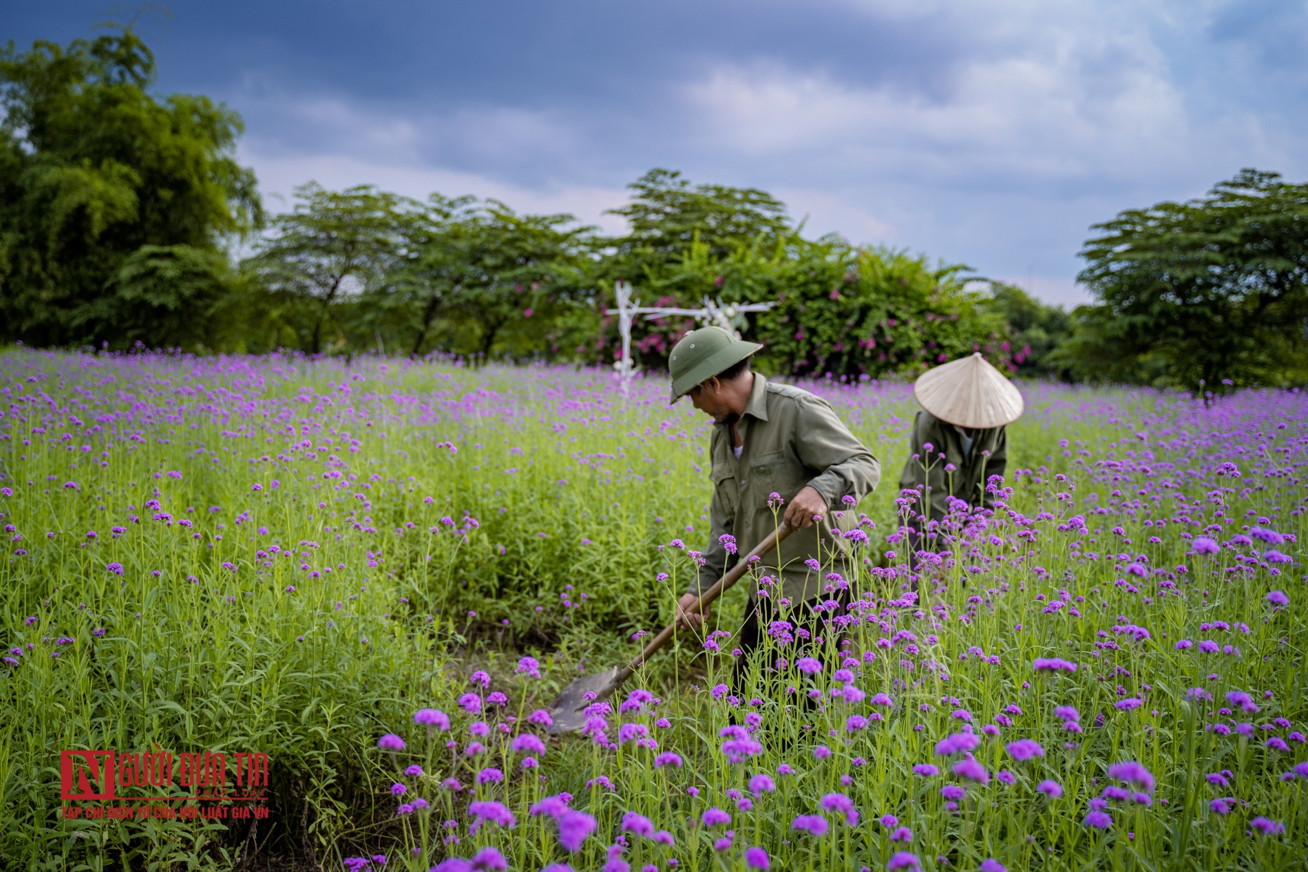 Tin nhanh - Ngắm cánh đồng hoa oải hương hàng nghìn m2 giữa lòng Thủ đô (Hình 4).