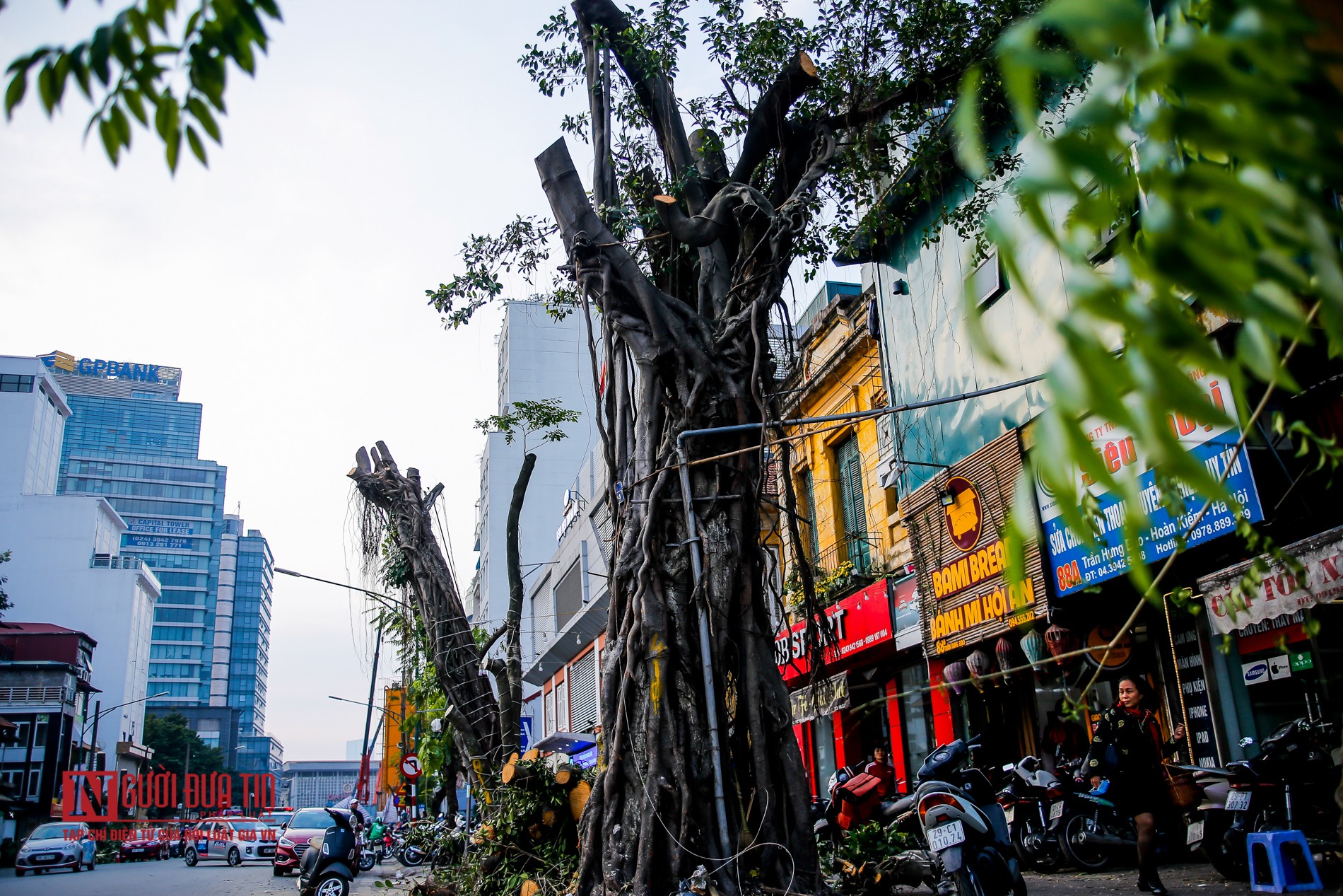 Tin nhanh - Hà Nội: Di chuyển sưa đỏ phục vụ thi công đường sắt trên cao (Hình 7).