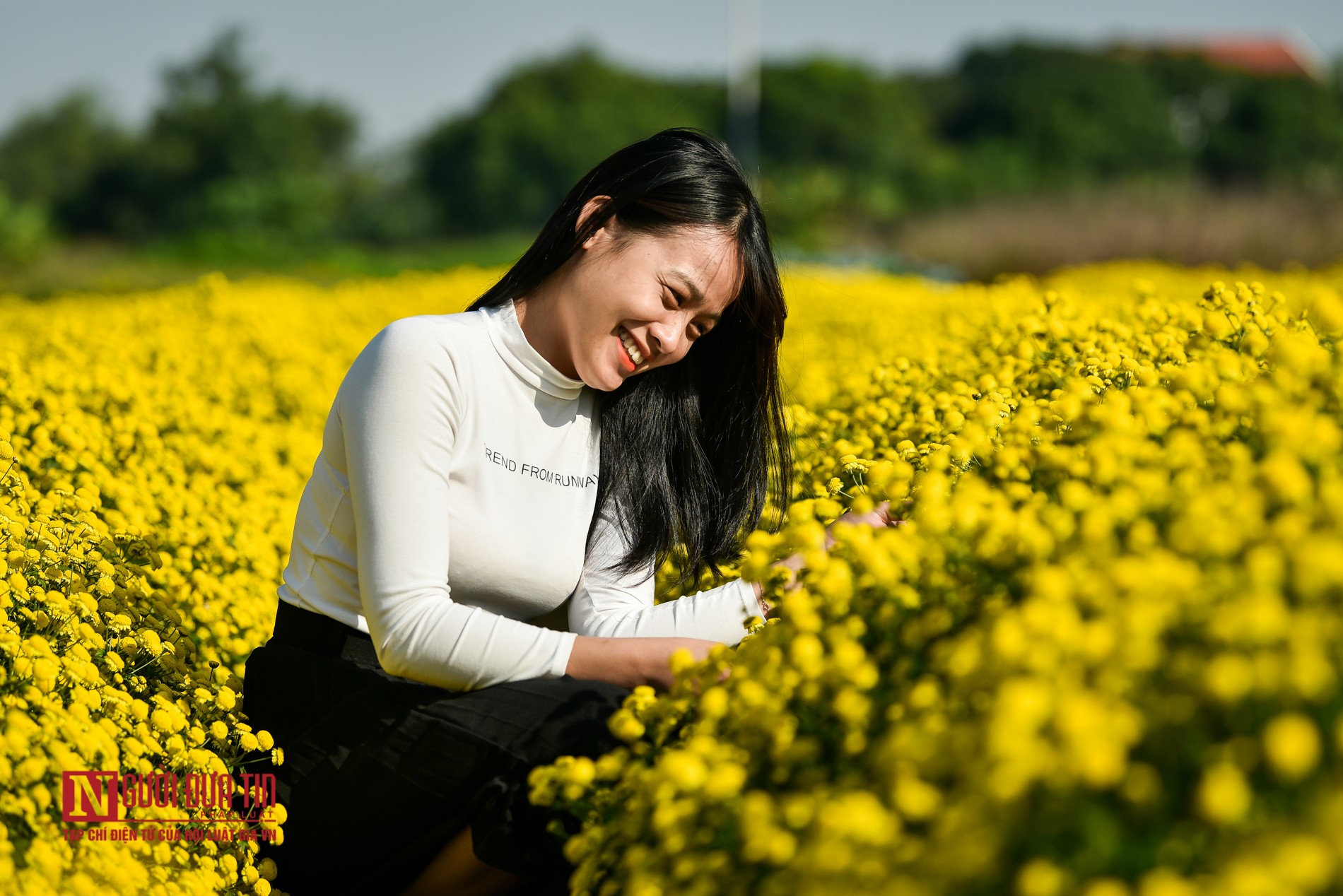 Tin nhanh - Ngắm cánh đồng cúc tiến vua nở rộ (Hình 9).