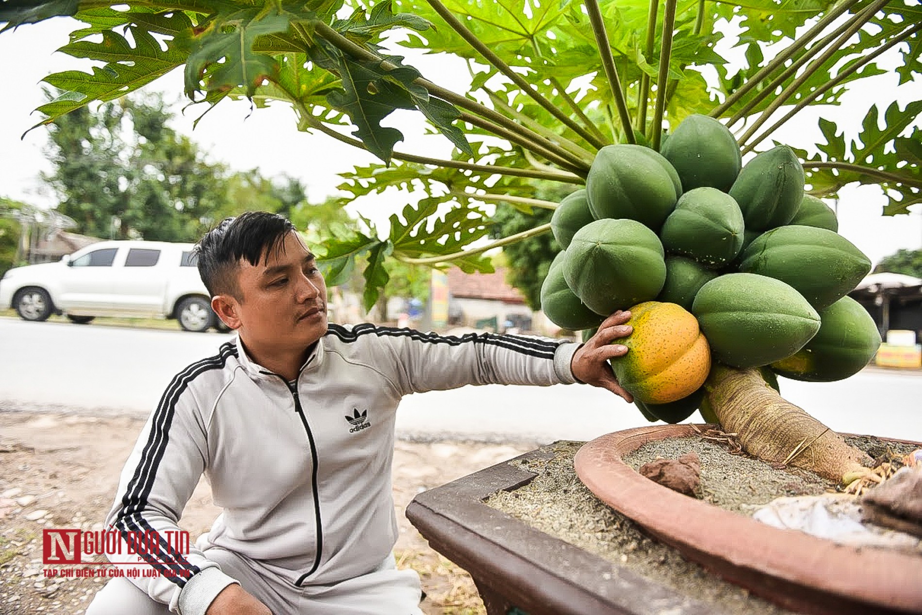 Tin nhanh - Đủ đủ bonsai chục triệu được săn lùng chơi Tết (Hình 5).