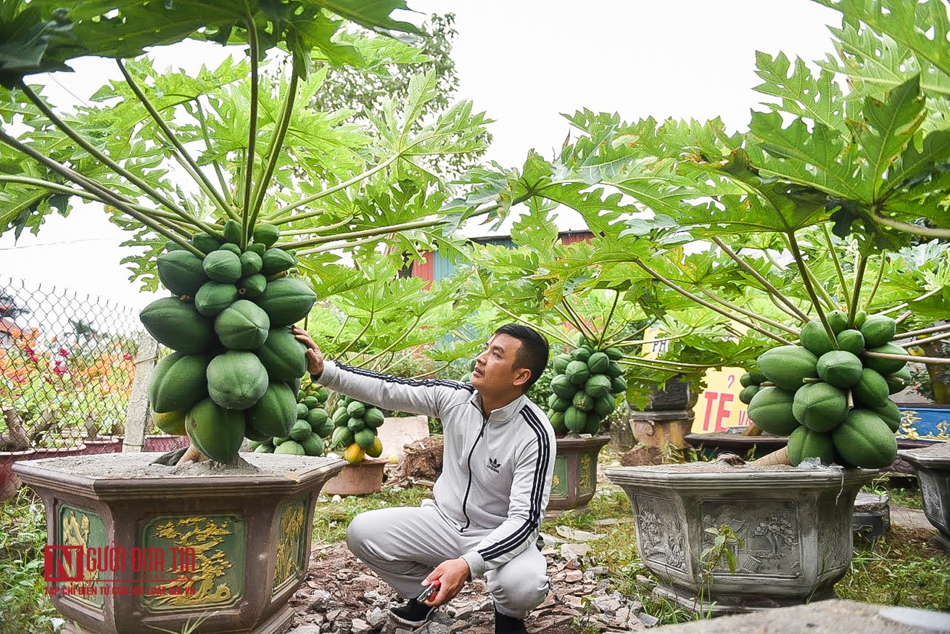 Tin nhanh - Đủ đủ bonsai chục triệu được săn lùng chơi Tết (Hình 2).