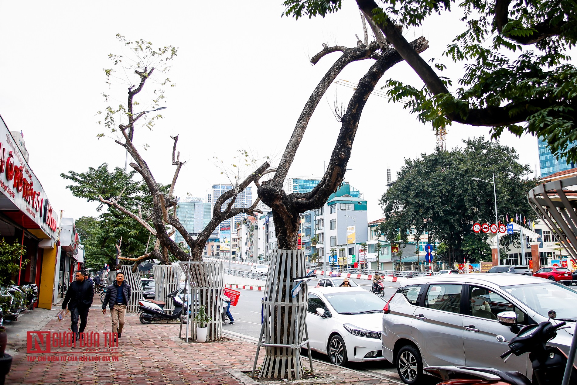 Tin nhanh - Hà Nội: Xót xa hàng sưa quý héo khô trên đường Nguyễn Văn Huyên