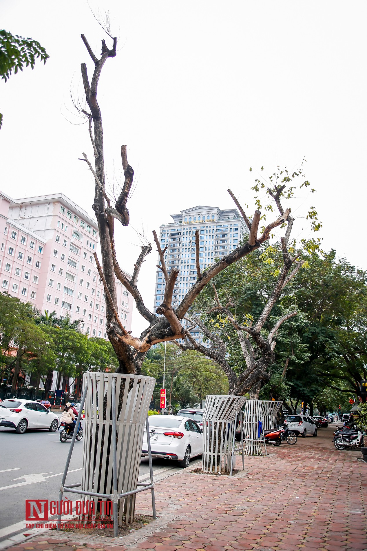 Tin nhanh - Hà Nội: Xót xa hàng sưa quý héo khô trên đường Nguyễn Văn Huyên (Hình 8).