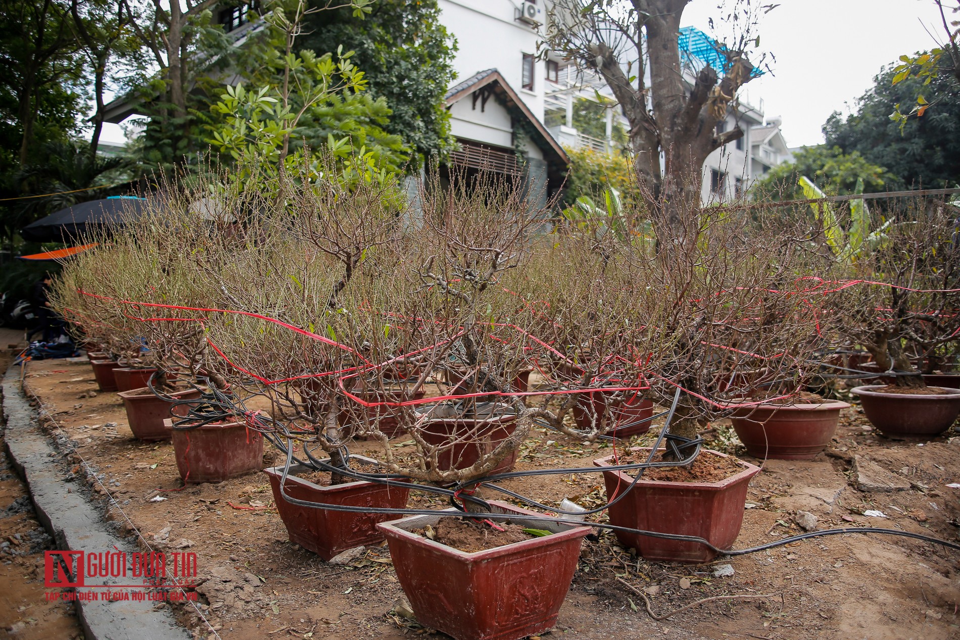 Tiêu dùng & Dư luận - Đào tết xuống phố sớm, phục vụ Tết Nguyên đán (Hình 6).