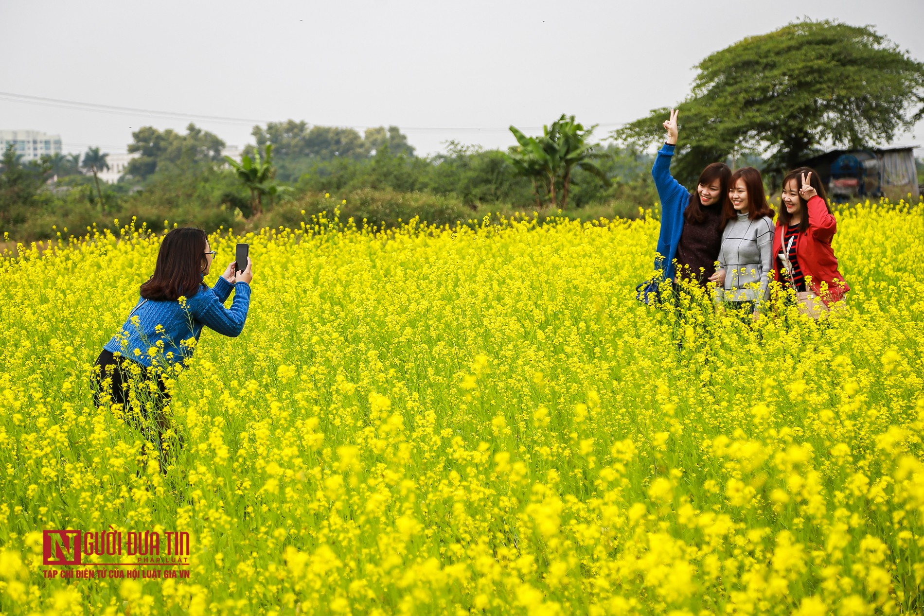 Tin nhanh - Ngắm cánh đồng hoa cải đẹp nao lòng (Hình 8).