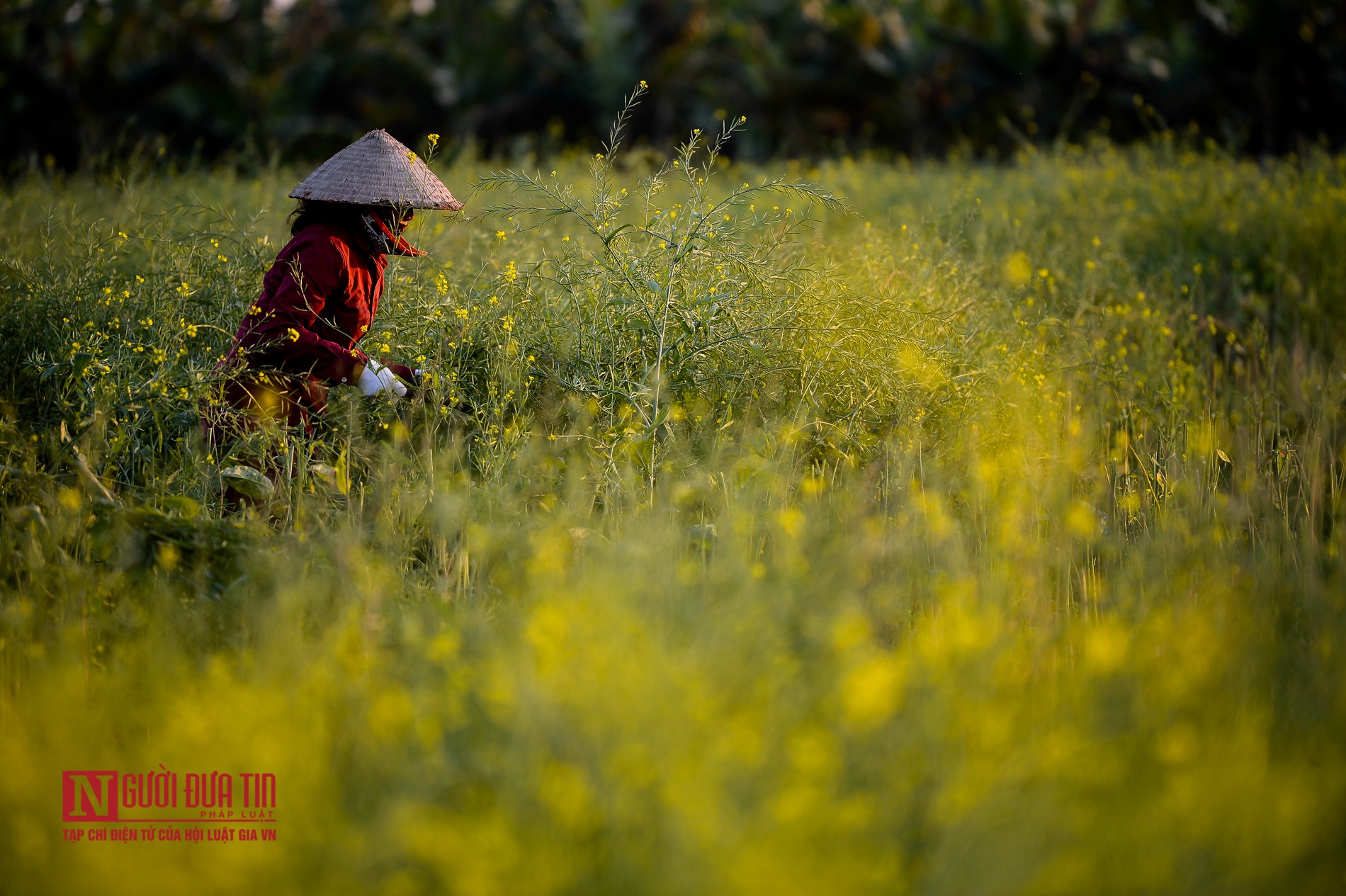 Tin nhanh - Ngắm cánh đồng hoa cải đẹp nao lòng (Hình 7).