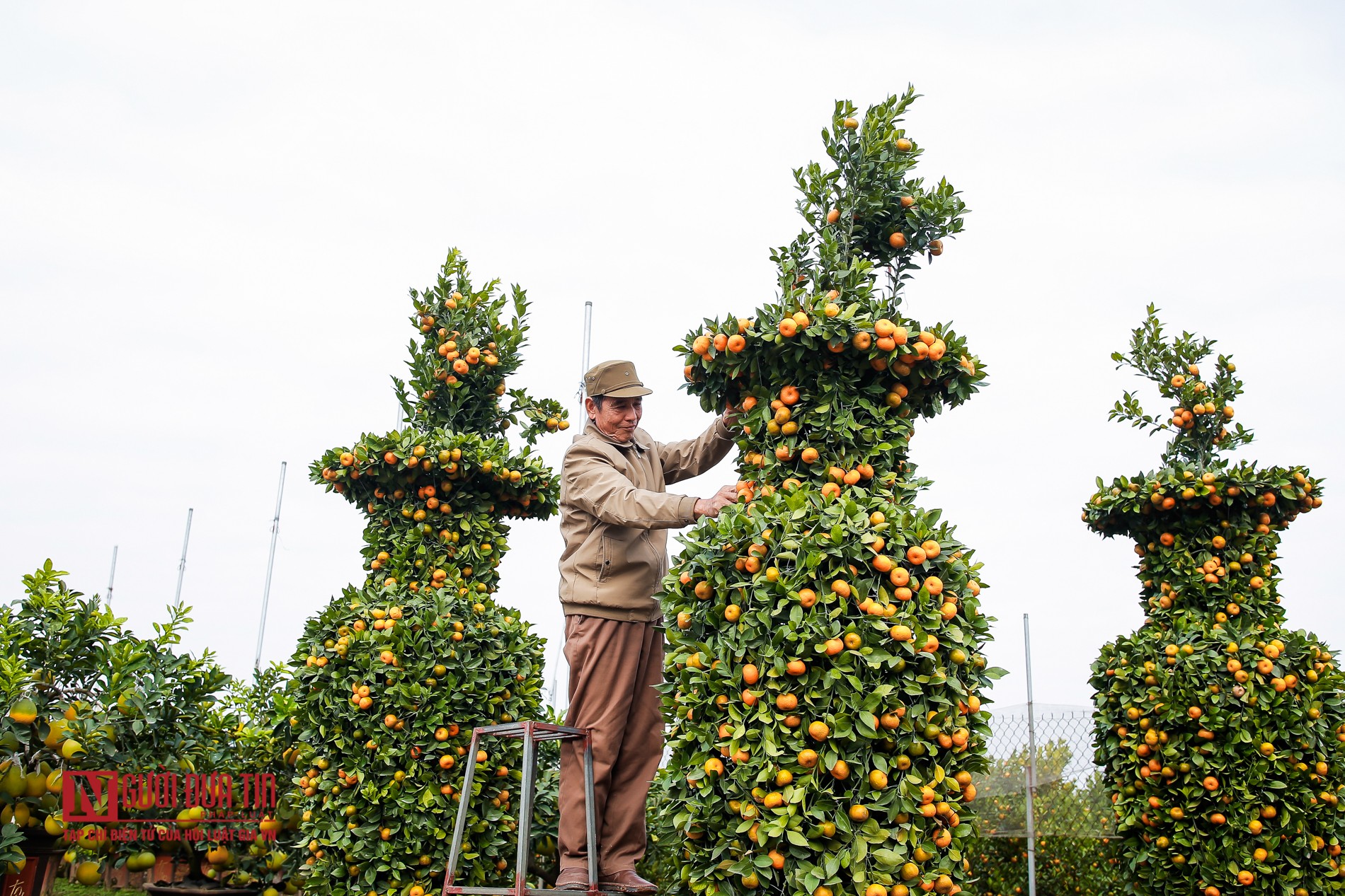 Kết nối - Ngắm vườn quýt lục bình “khổng lồ” giá hàng chục triệu đồng (Hình 7).