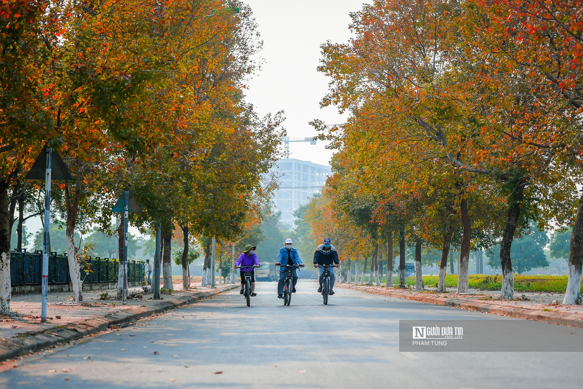 Tin nhanh - Giới trẻ thích thú với hàng phong lá đỏ đẹp mê hồn giữa lòng Thủ đô