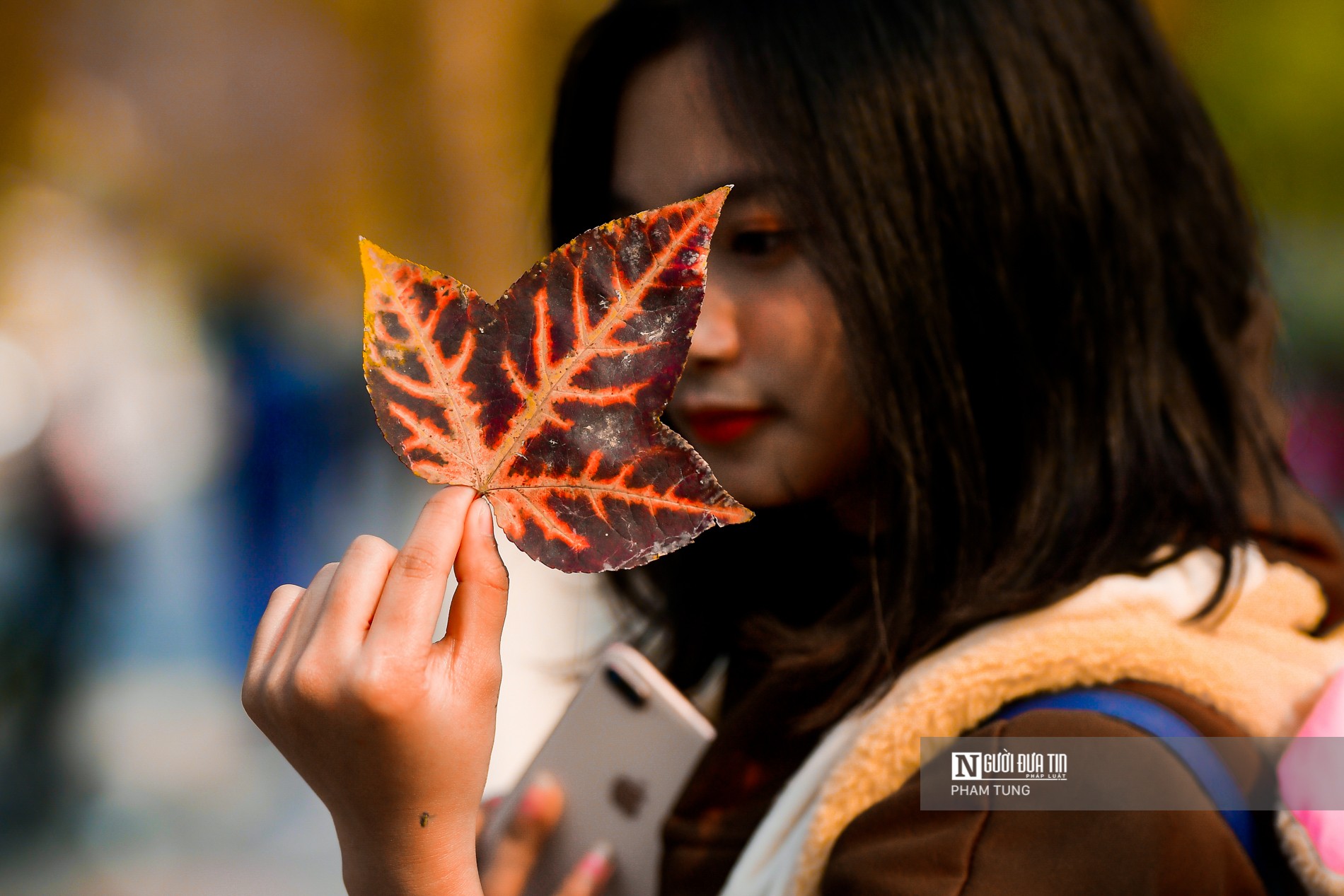 Tin nhanh - Giới trẻ thích thú với hàng phong lá đỏ đẹp mê hồn giữa lòng Thủ đô (Hình 3).