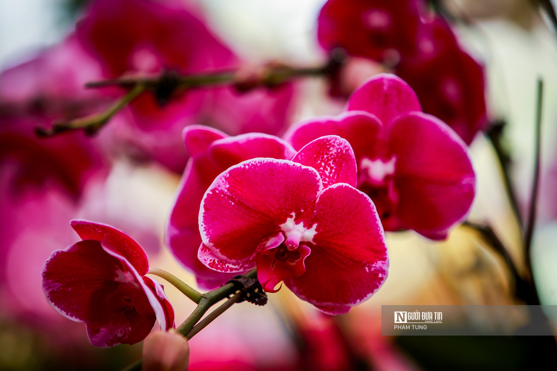 Tiêu dùng & Dư luận - “Nữ hoàng loài lan” vượt 1000km ra Hà Nội phục vụ năm mới (Hình 4).