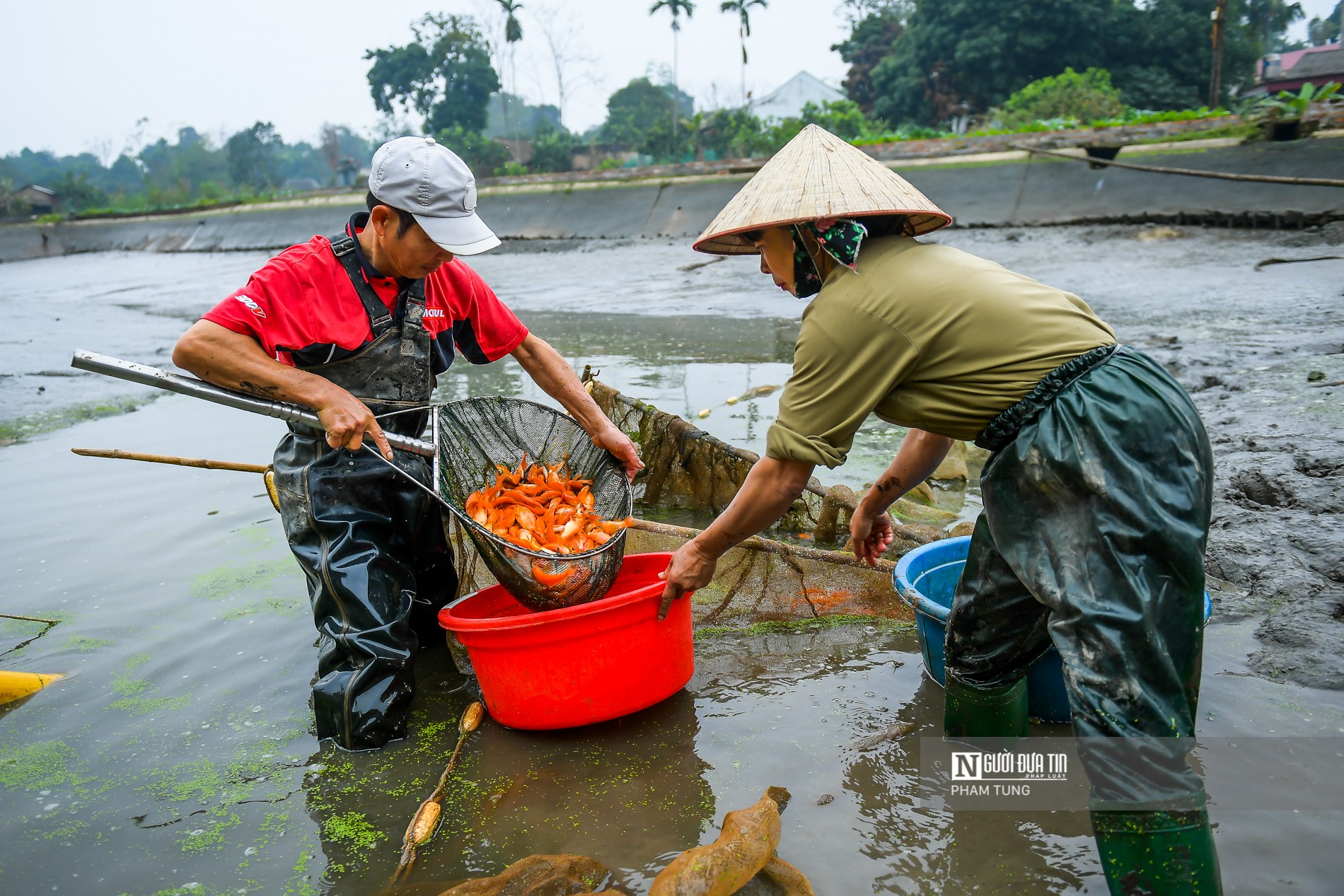 Tiêu dùng & Dư luận - Cá chép đỏ cúng ông Công ông Táo ế, người dân buồn rầu tính phóng sinh (Hình 5).