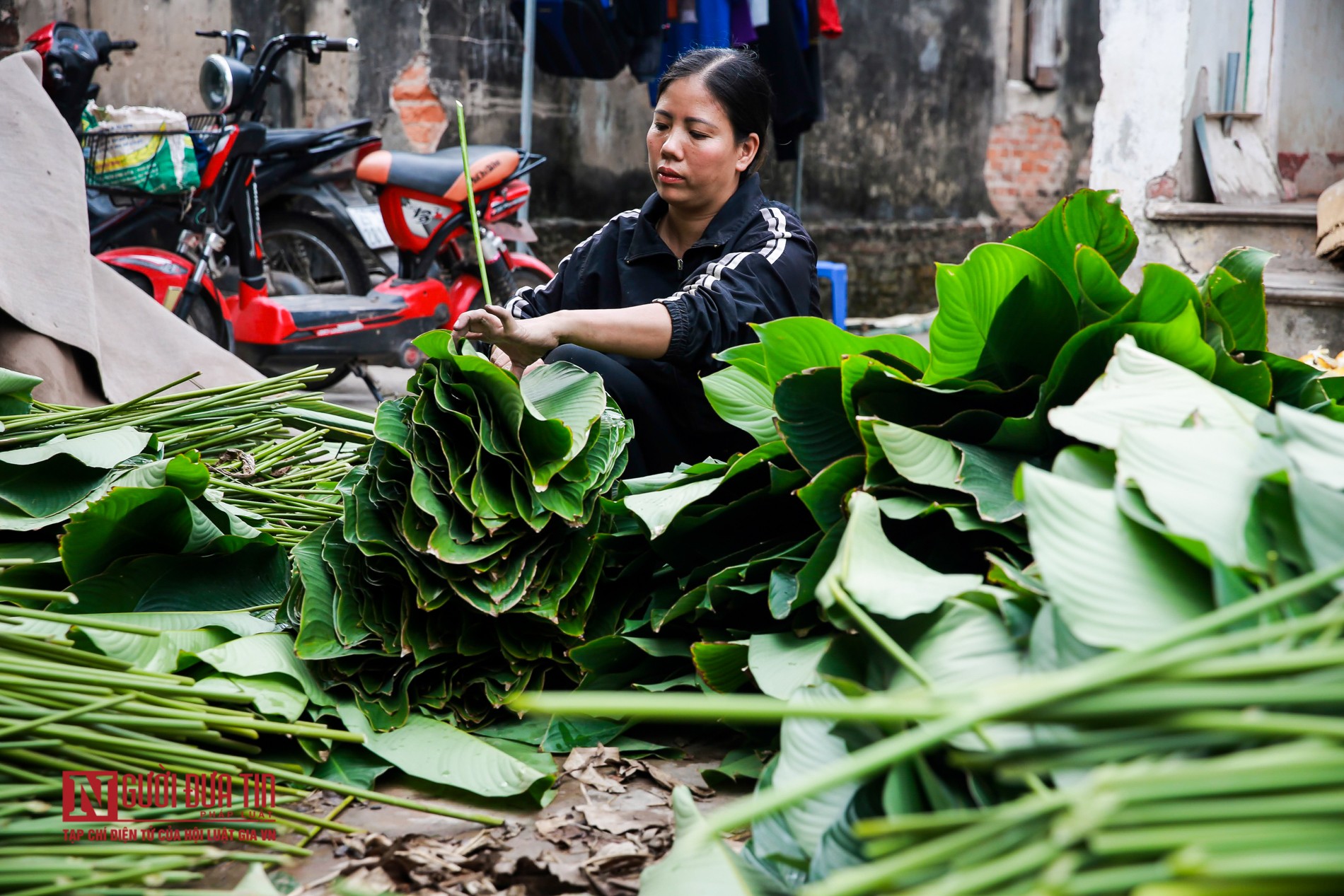 Tin nhanh - “Thủ phủ” lá dong hối hả mùa thu hoạch (Hình 5).