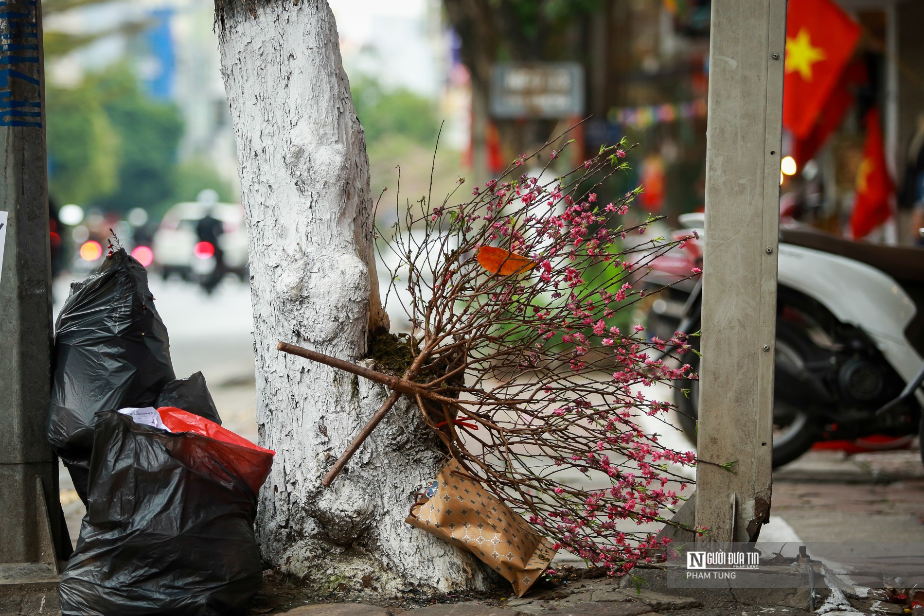 Tiêu dùng & Dư luận - Đào, quất la liệt ngoài đường sau Tết Nguyên đán (Hình 3).