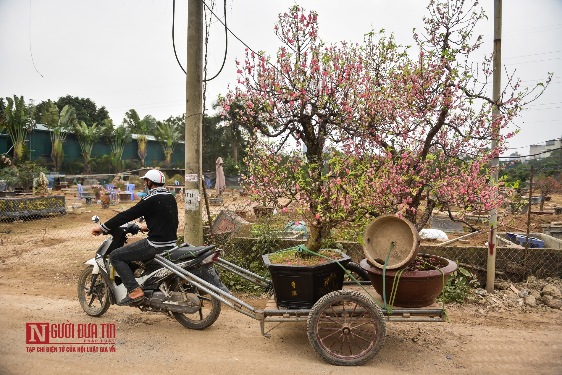 Tin nhanh - Nông dân tất bật “tái sinh” đào sau Tết Nguyên đán (Hình 8).