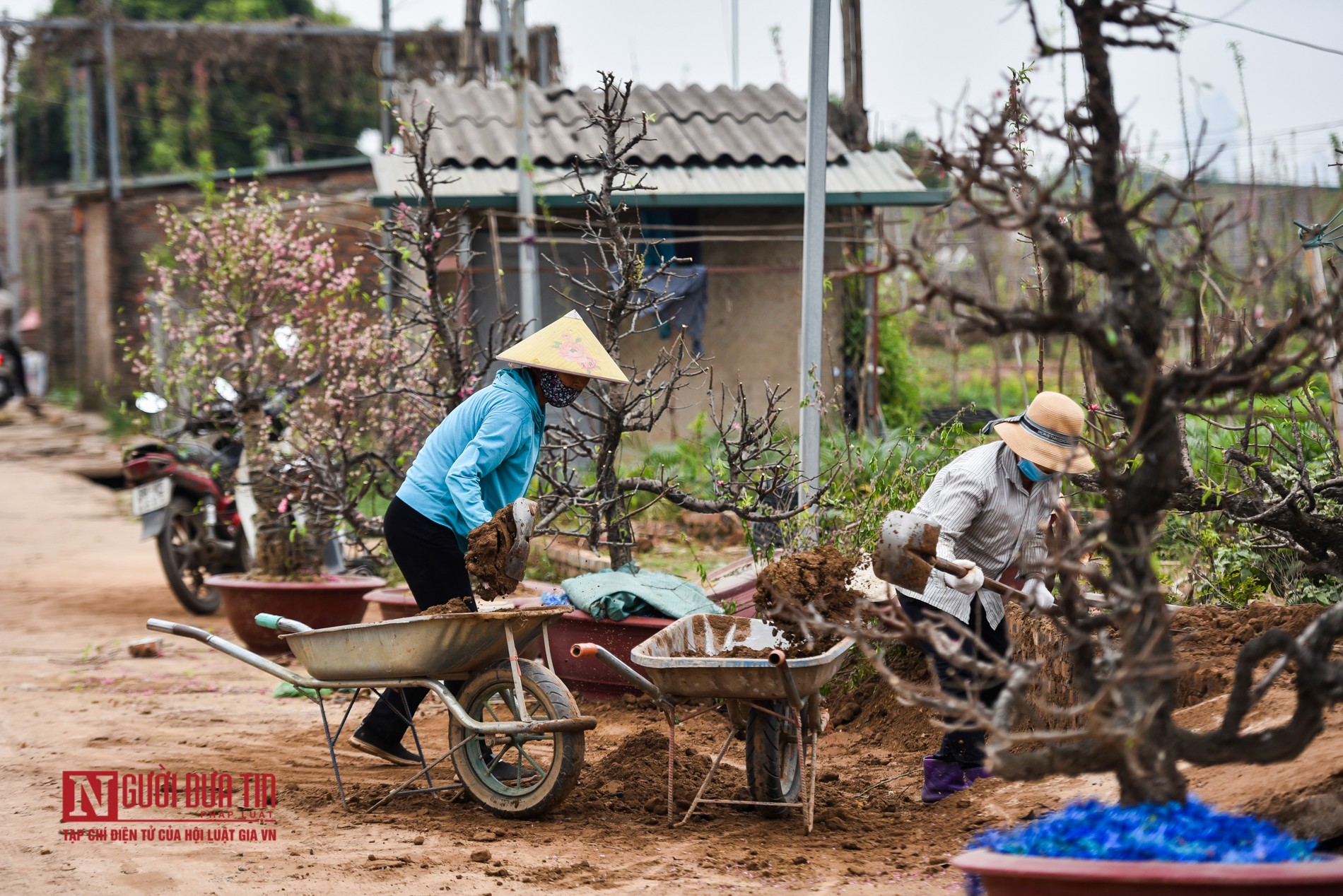 Tin nhanh - Nông dân tất bật “tái sinh” đào sau Tết Nguyên đán (Hình 7).