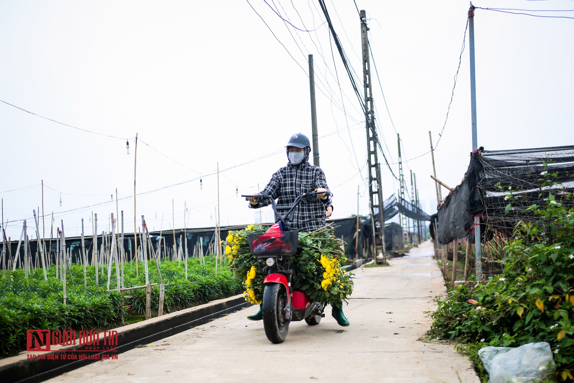 Tiêu dùng & Dư luận - Nông dân ngậm ngùi cắt bỏ hoa do dịch Covid-19 (Hình 9).